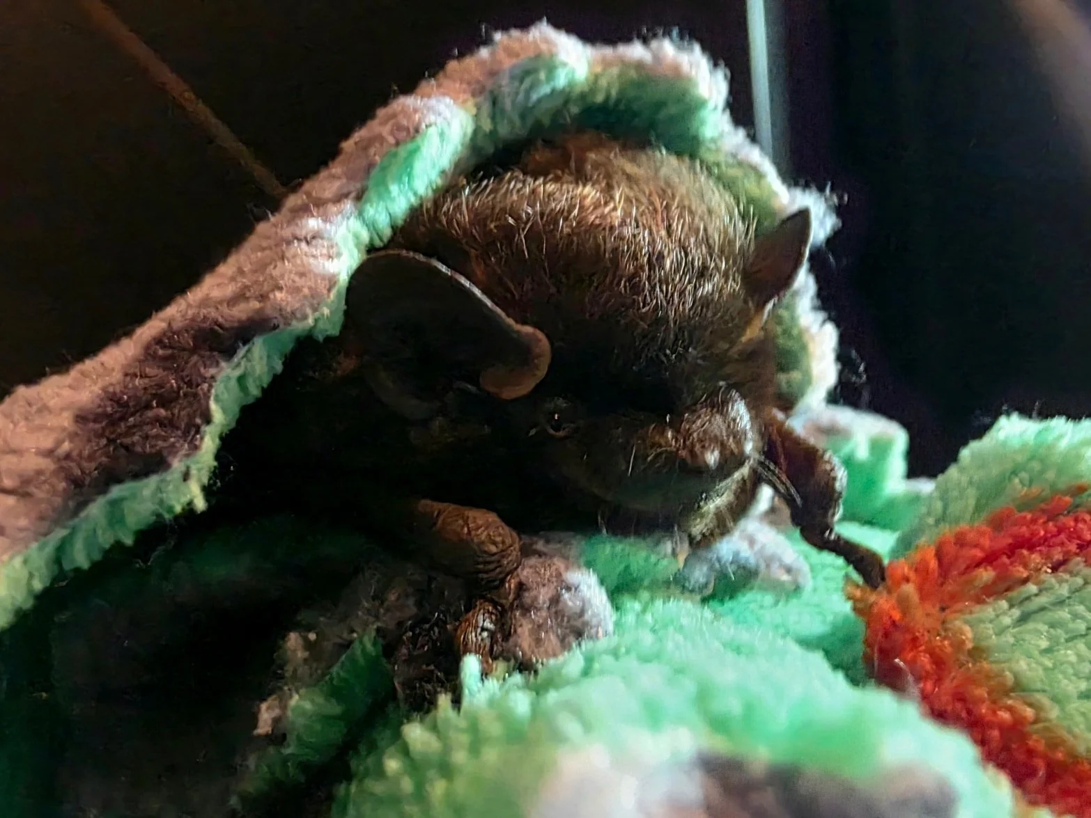 Meet Obsidian, a Silver-haired Bat and Costco&rsquo;s cutest customer. She took an unintended migration layover in the store and arrived exhausted. She&rsquo;s resting and refueling with us before the next leg of her journey. #bat