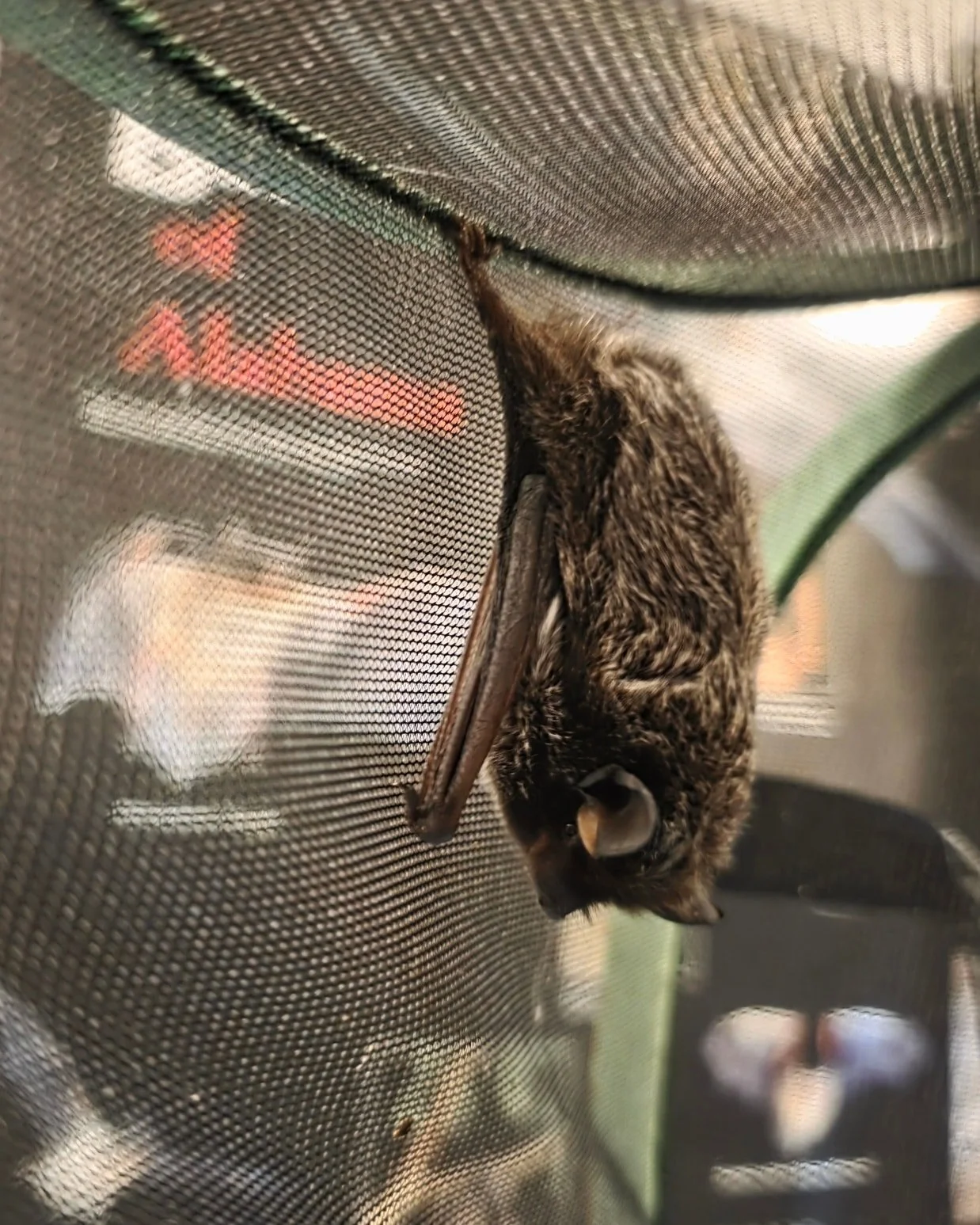 Apparently all the cool moms shop at Costco&hellip; even bats. 🛒🦇 D&eacute;j&agrave; was just passing through on her migration south to hibernate somewhere warmer. She is already off into the night sky.  Instead of hibernating this winter, you can 