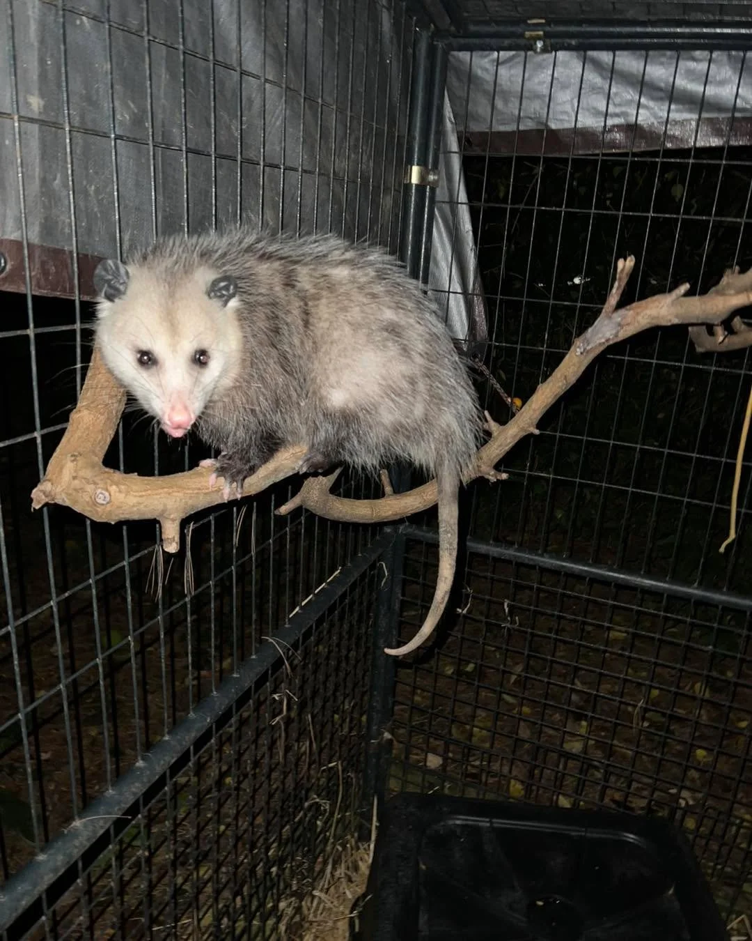 Poor Scrappy was attacked by a dog over the weekend and brought to the hospital for care. Thankfully, he&rsquo;s recovering well and already enjoying some time climbing and exploring in his enclosure.

#virginiaopossum #WildlifeRescue #wildliferehabi