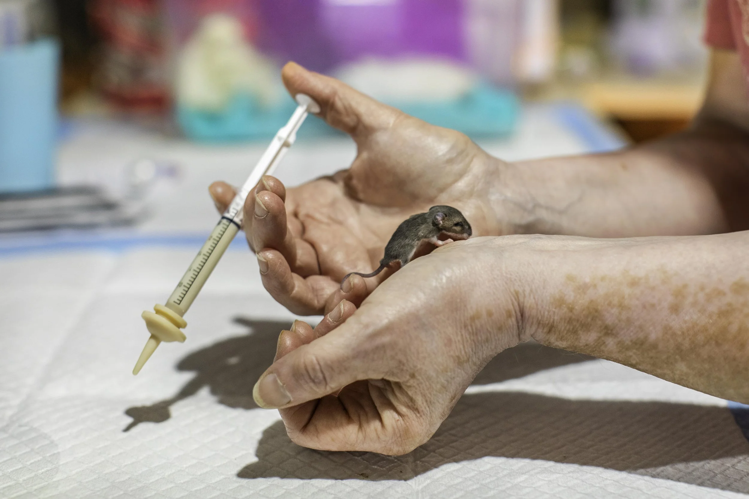 Baby mouse crawls up arm.jpeg