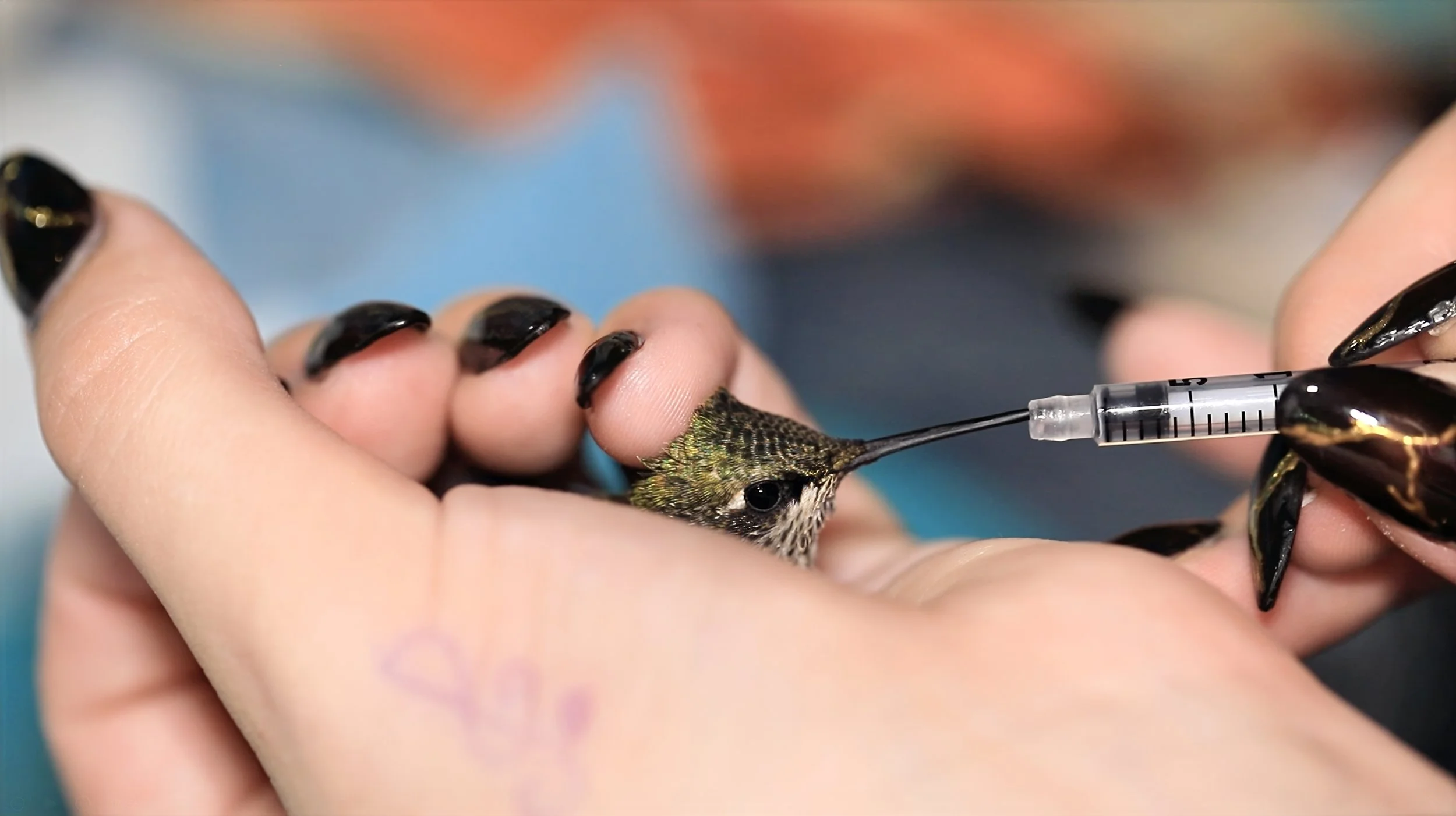 Hummingbird medication vide still.jpeg