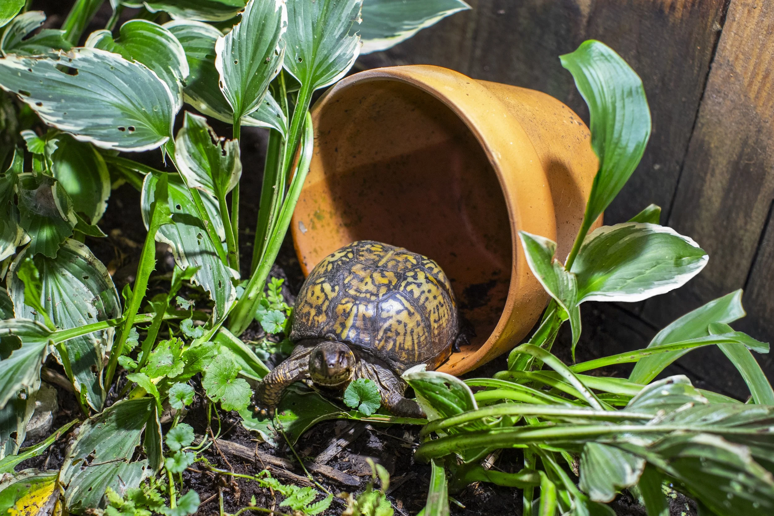 turtle in pot.jpg