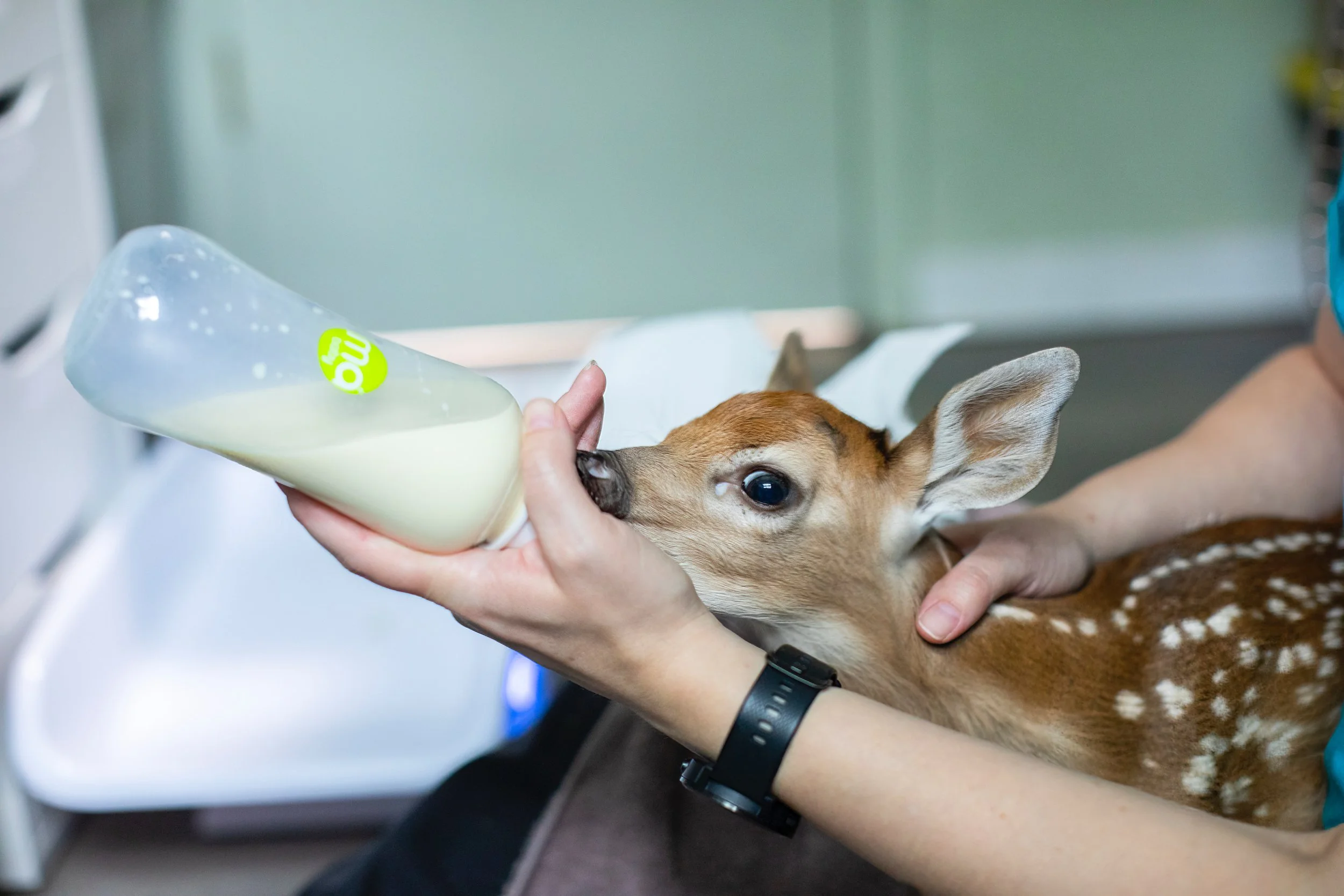 Fawn bottle feed 4.jpeg
