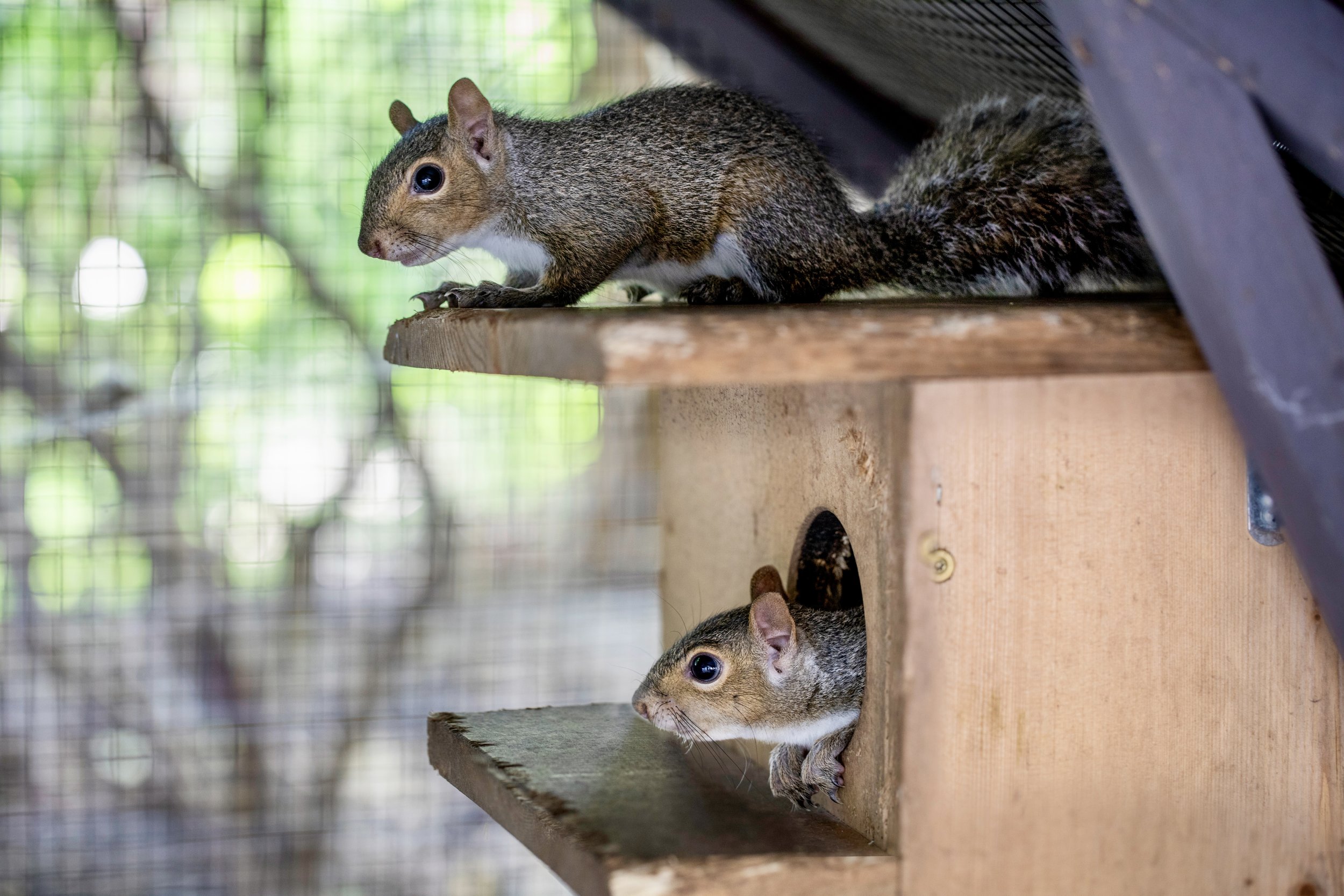 Two squirrels.jpg