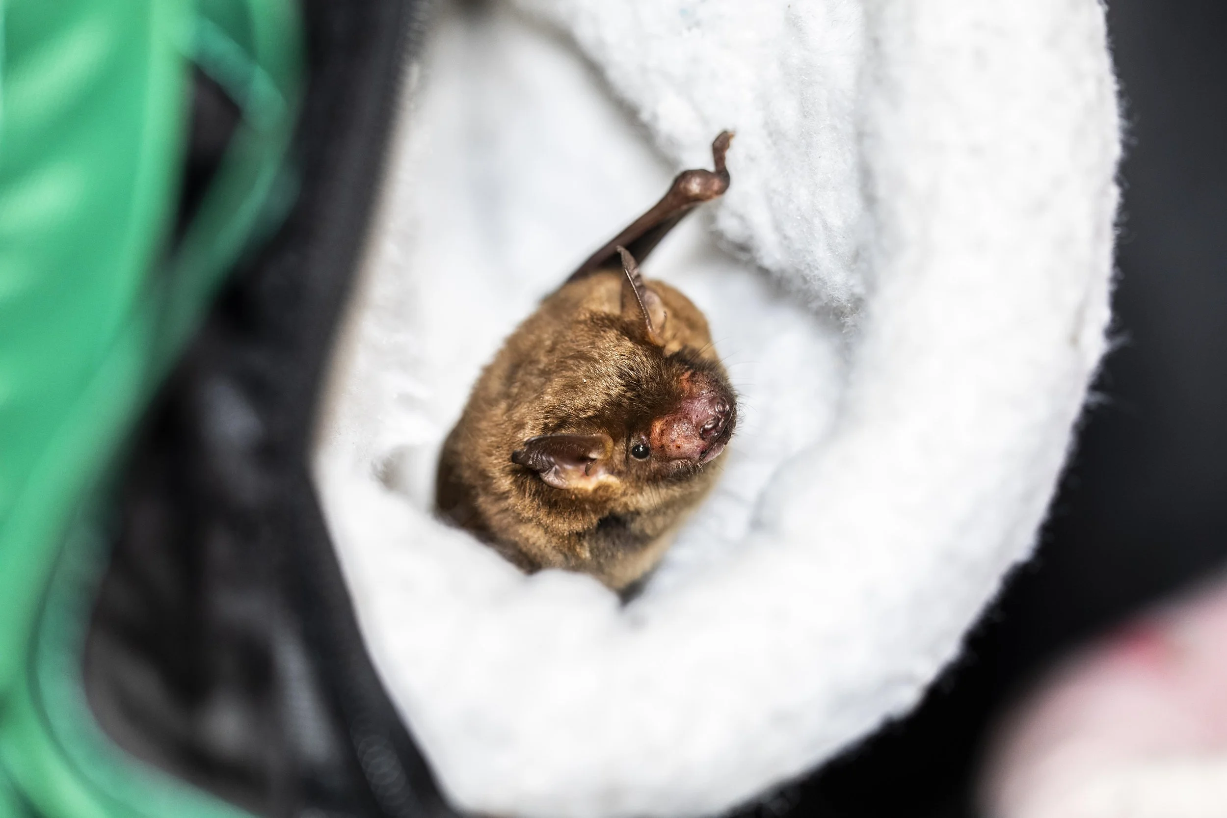 Bat in pouch.jpeg