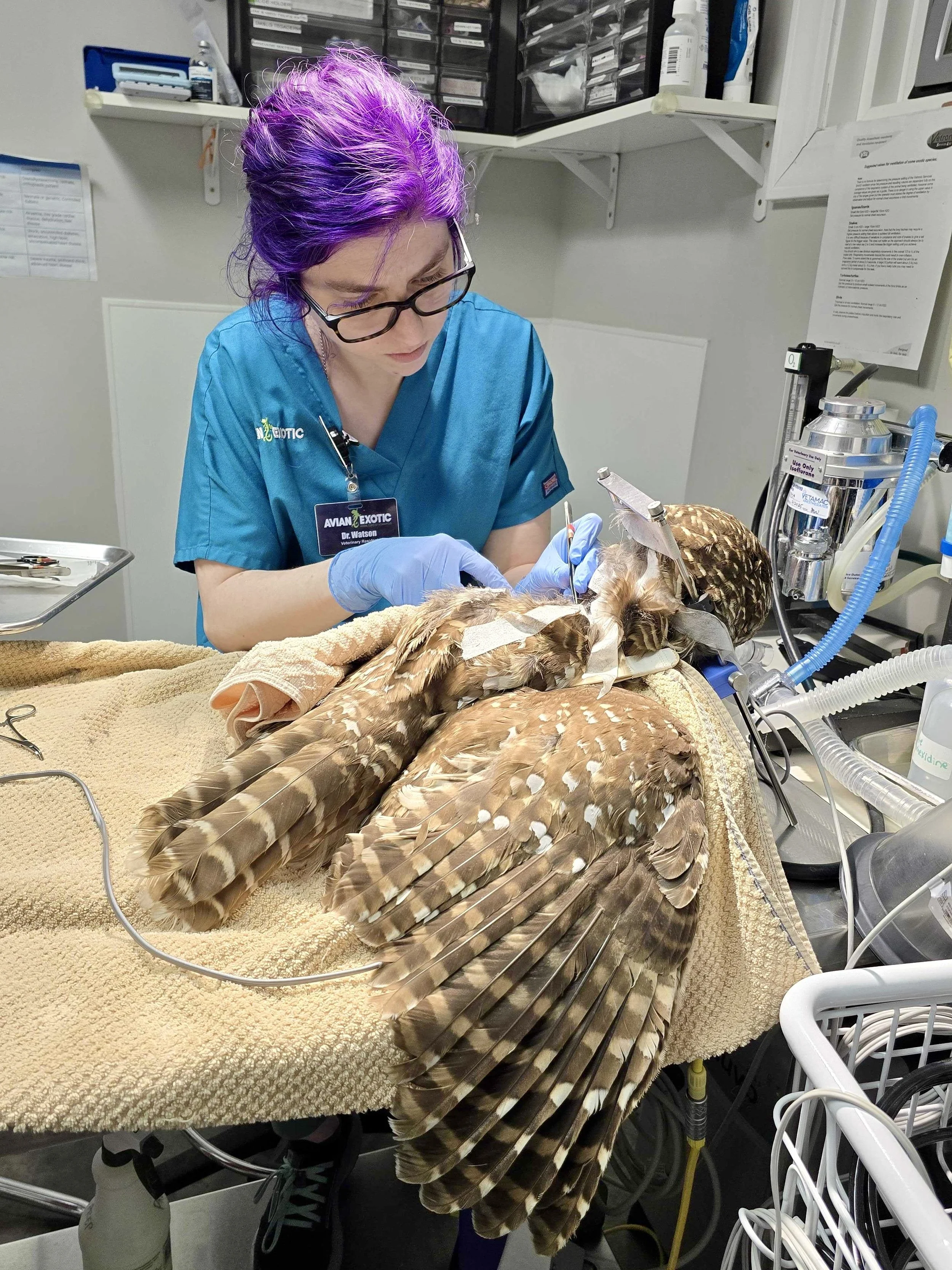 Dr. Anna Watson, Avian Resident