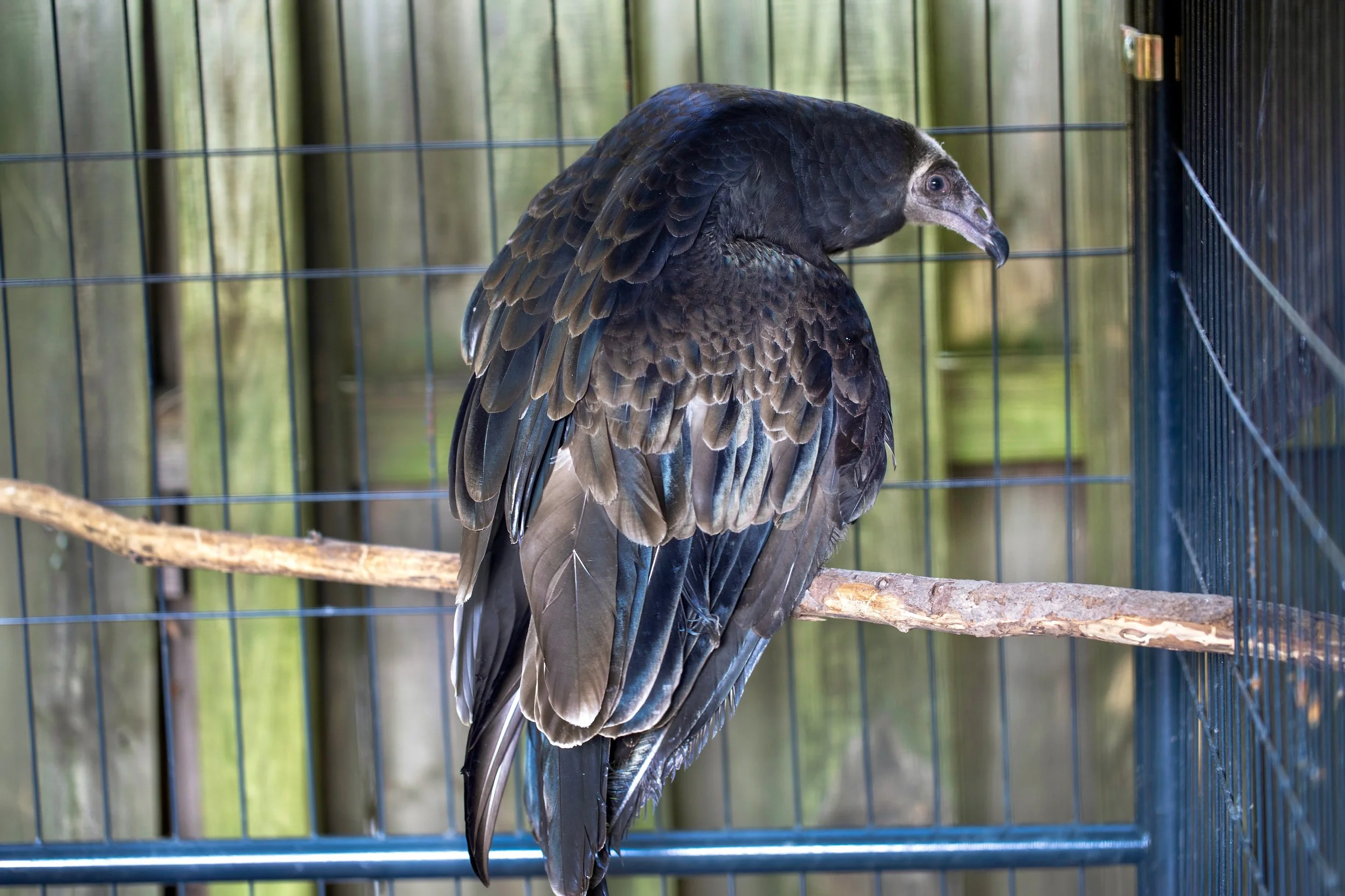 vulture.jpg