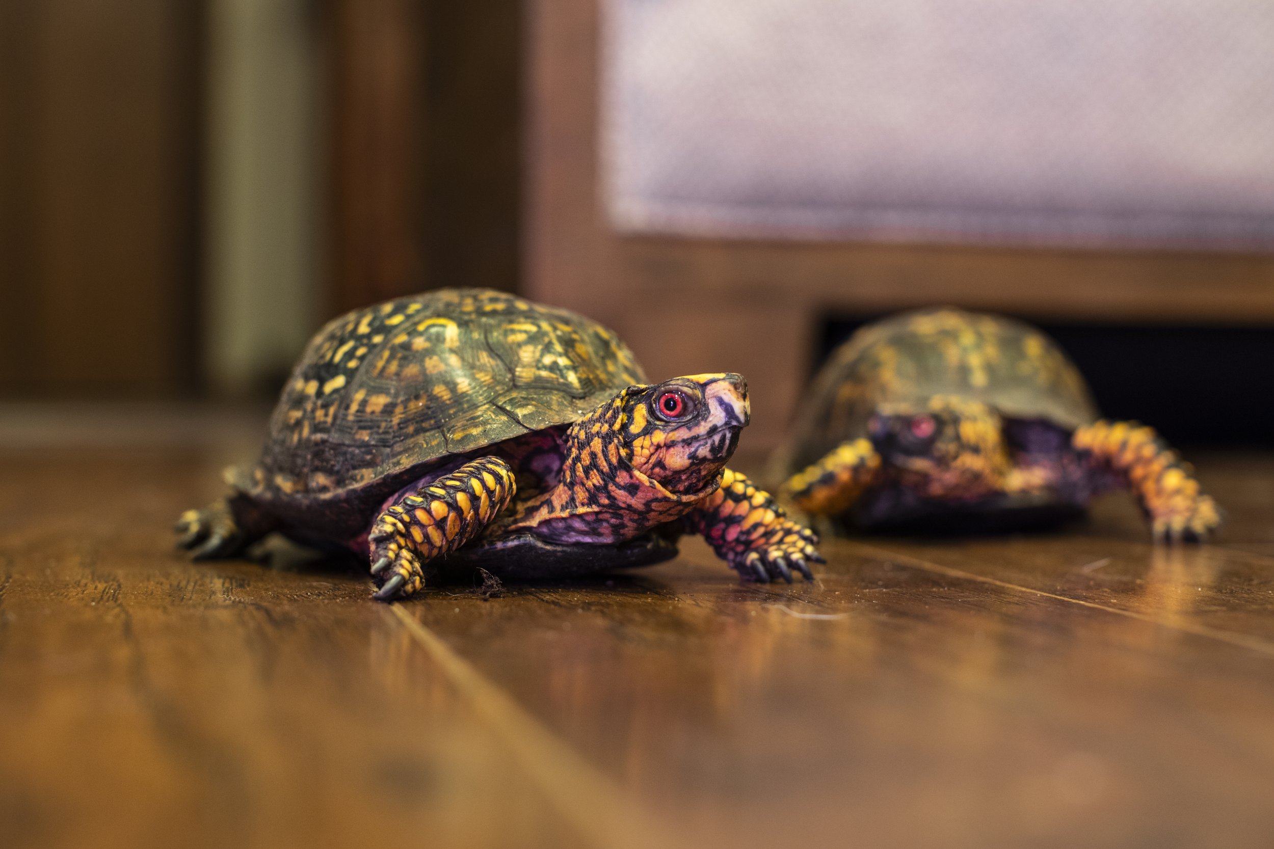 turtles on floor.jpg