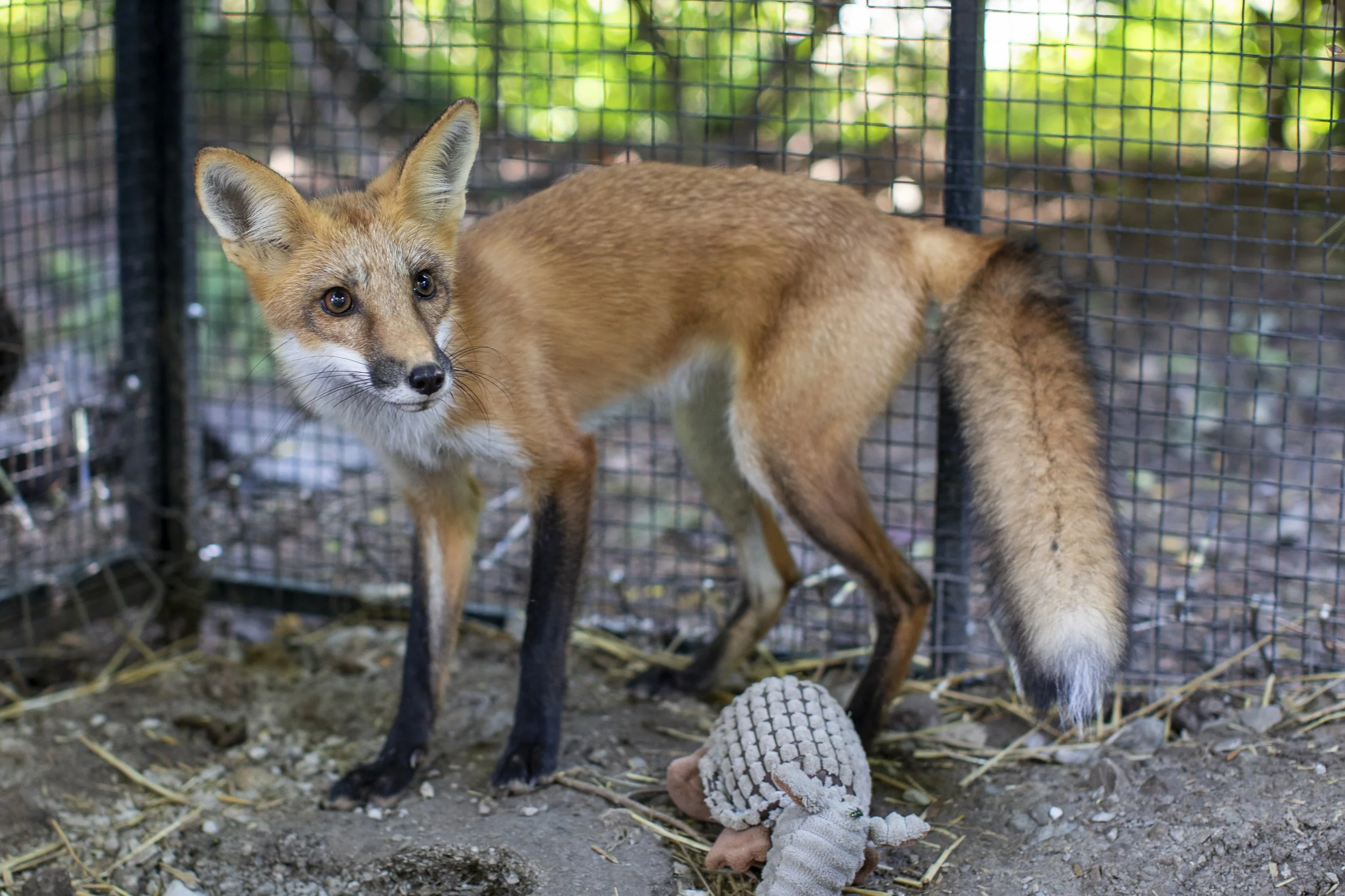 Fox.jpg