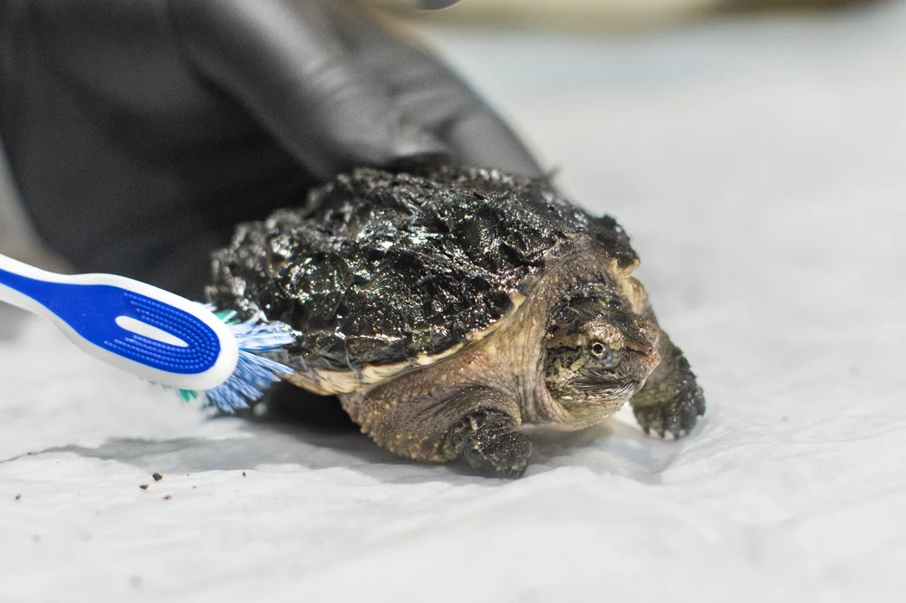 Wildlife Rehab & Hospital | Re-Wilding Indiana