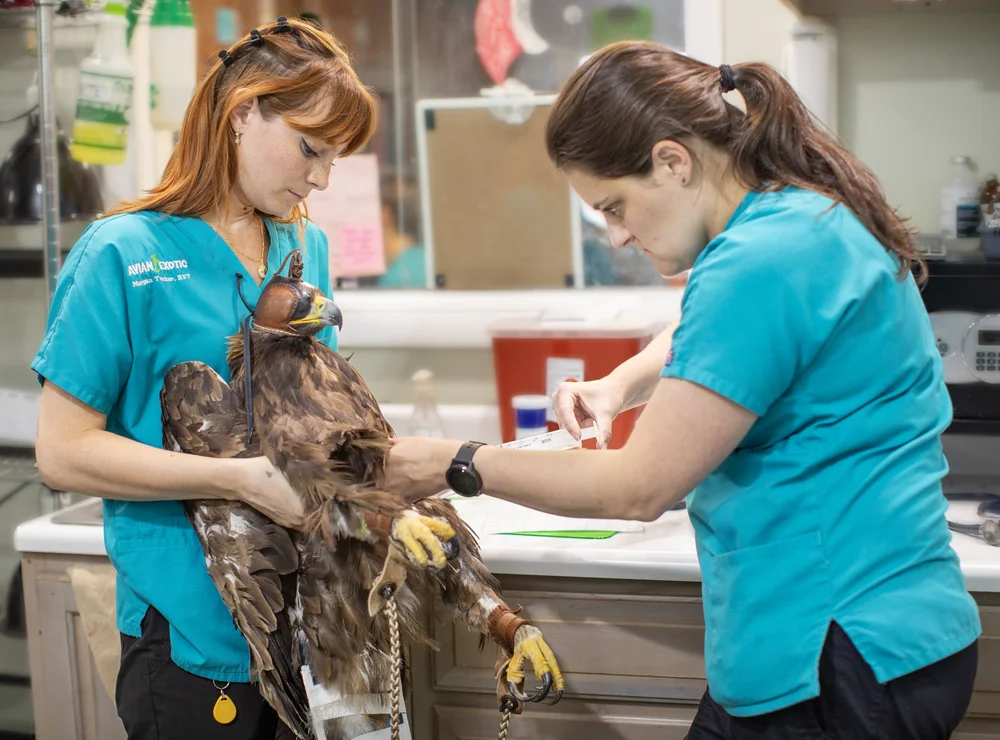Wildlife Rvt Wildlife Hospital in Indianapolis | Re-Wilding Indiana — ReWilding Indiana