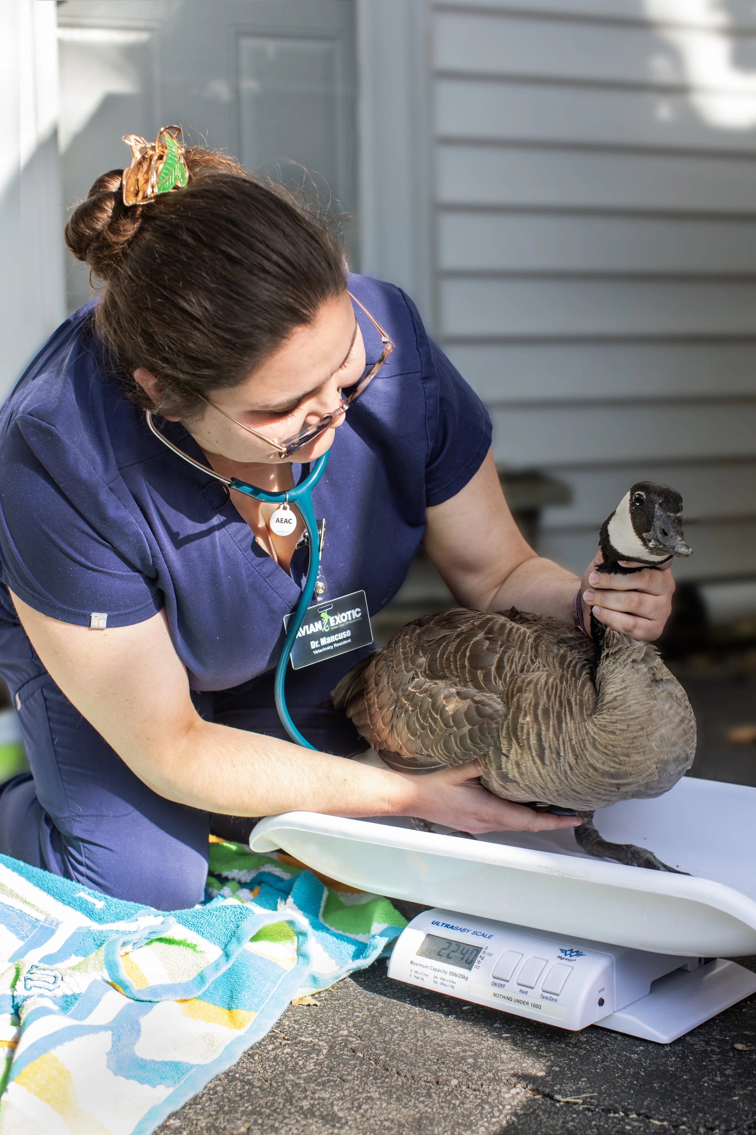 Dr. Diana Mancuso, Avian Resident