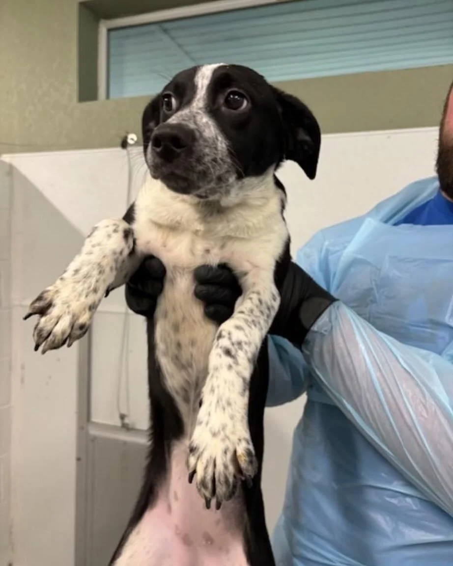 Going Saturday to get her, her siblings and other pups! They will be fostered with Nickel City Canine Rescues. Thank you Christy at Noah&rsquo;s Ark Humane Society in Franklin, NC for saving these pups.