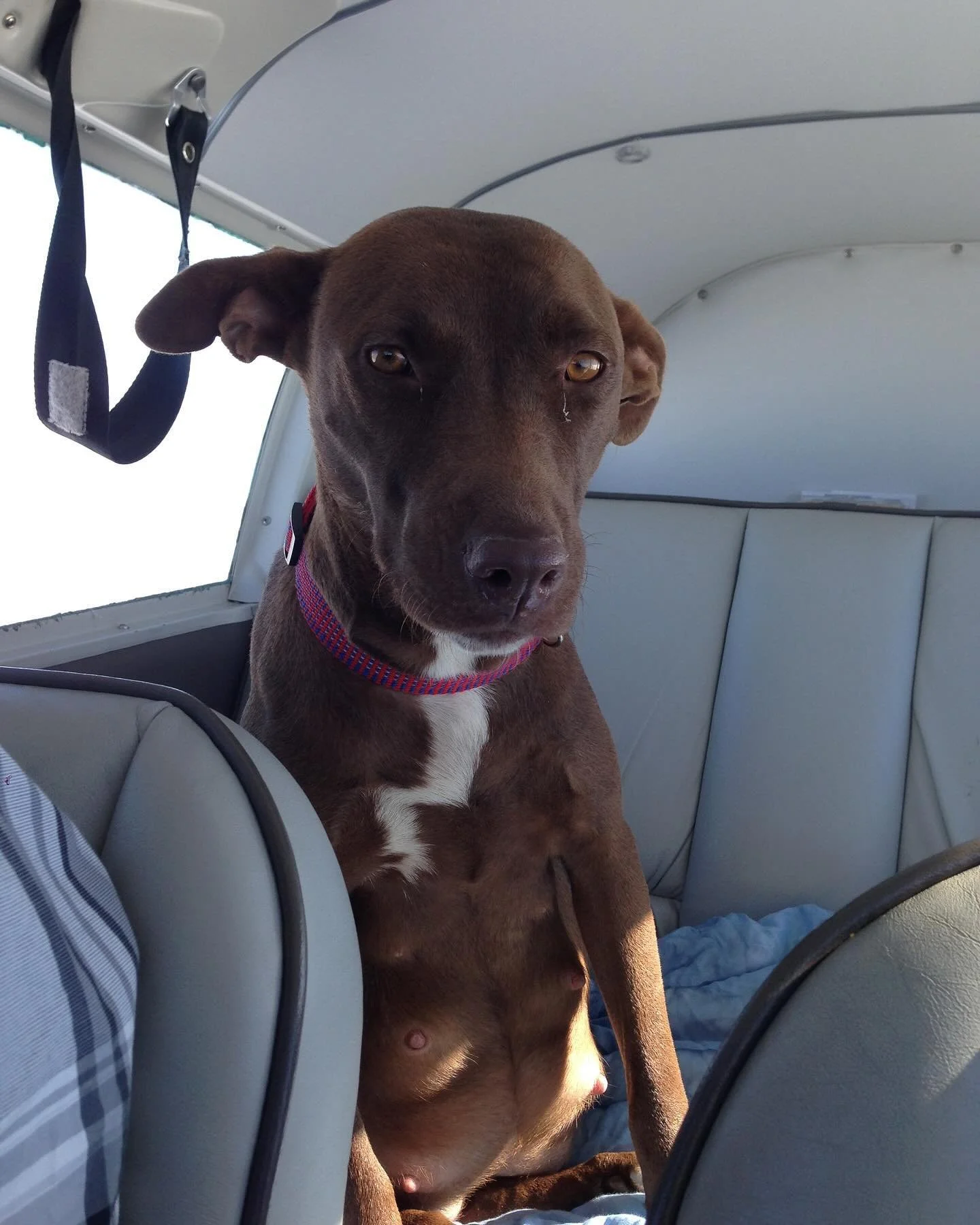 Where it all started!  My first rescue 12 years ago for pilot n paws. A pregnant sweet pit-mix.