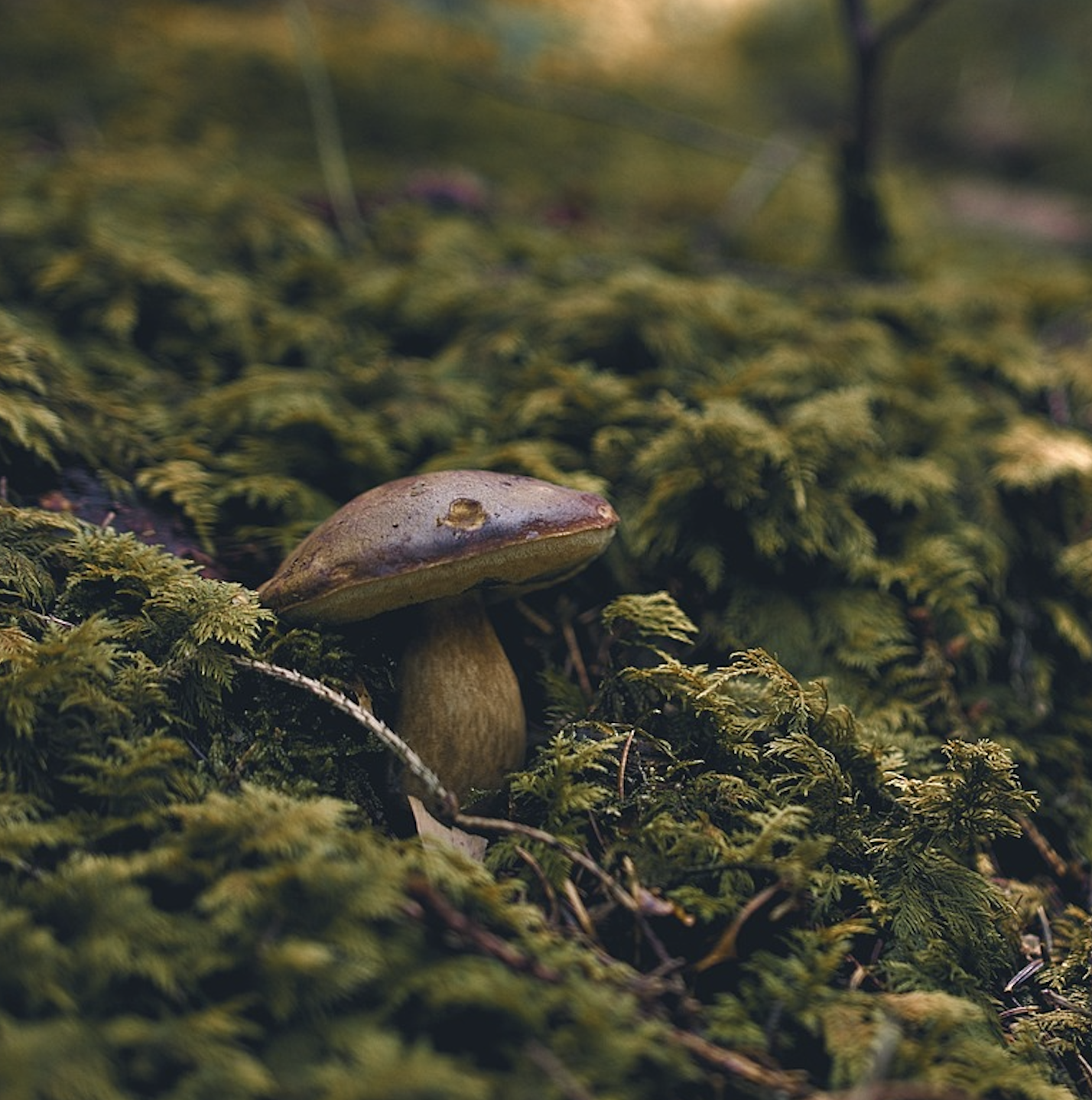 Midwest Psychedelic: Psilocybin Assisted Therapy&nbsp;Intensive Training. Hosted by Anne Bethune