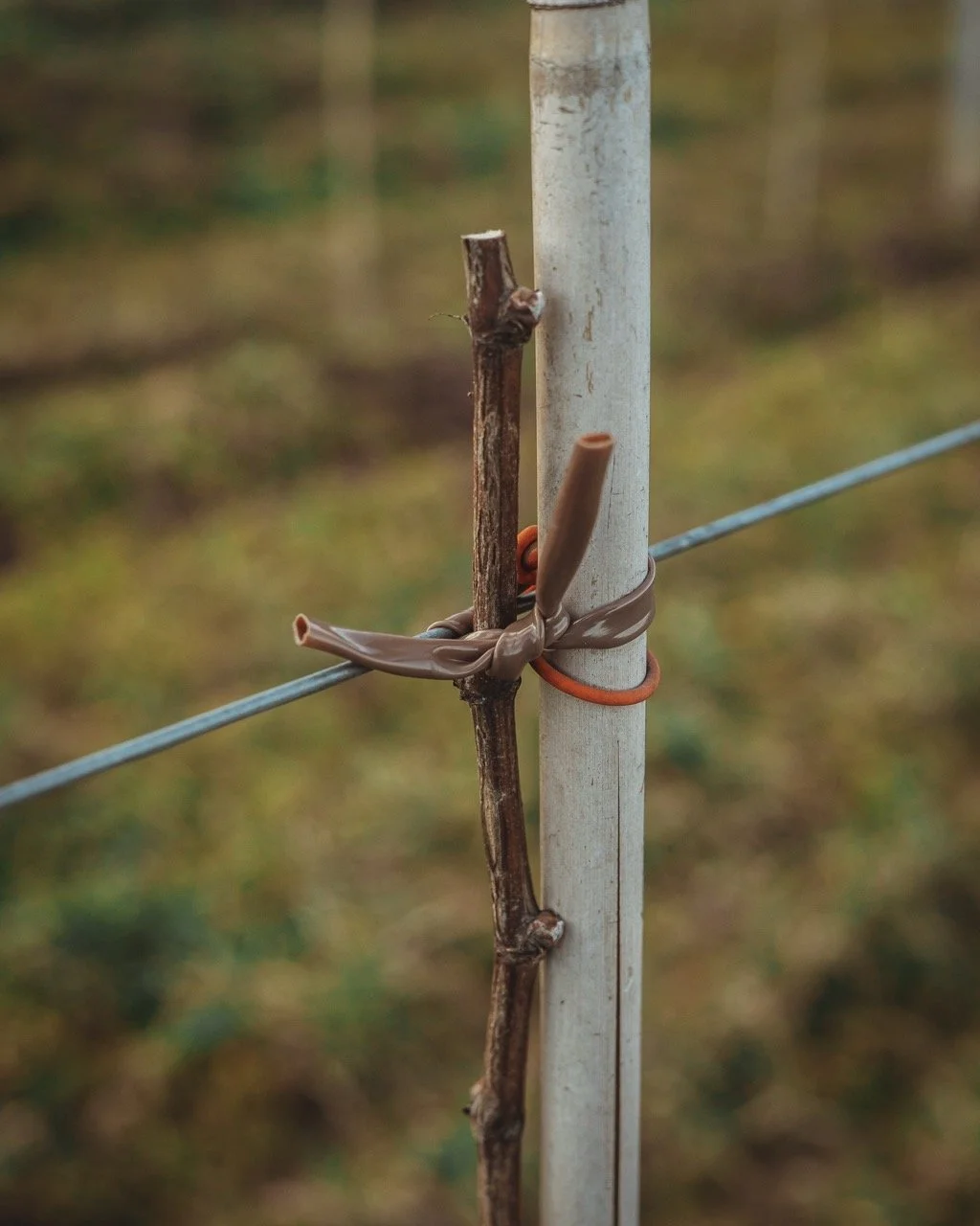 Groß (Vinicola-15).jpeg