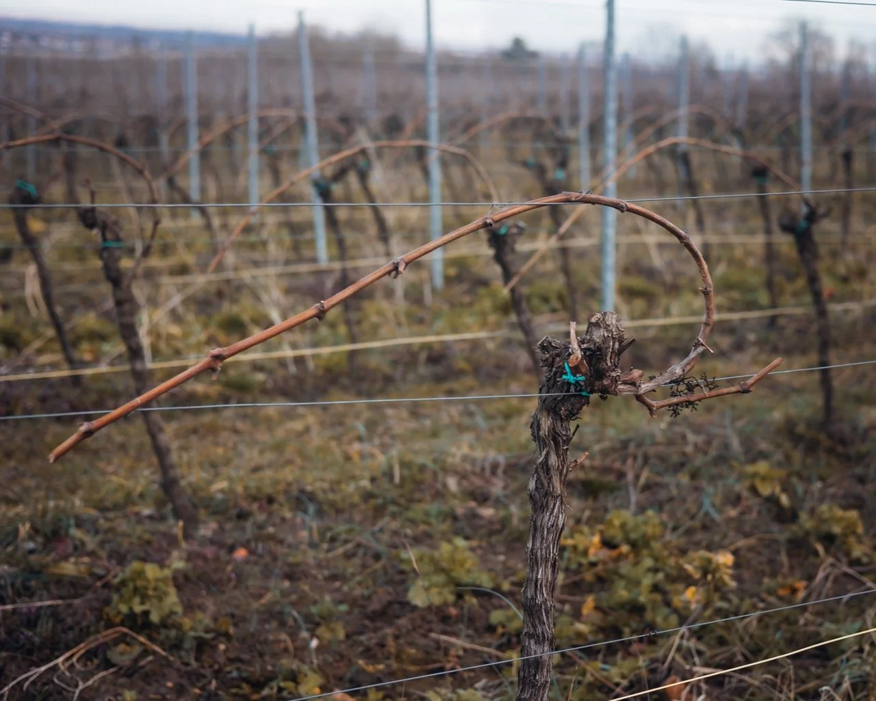 Groß (Vinicola-16).jpeg