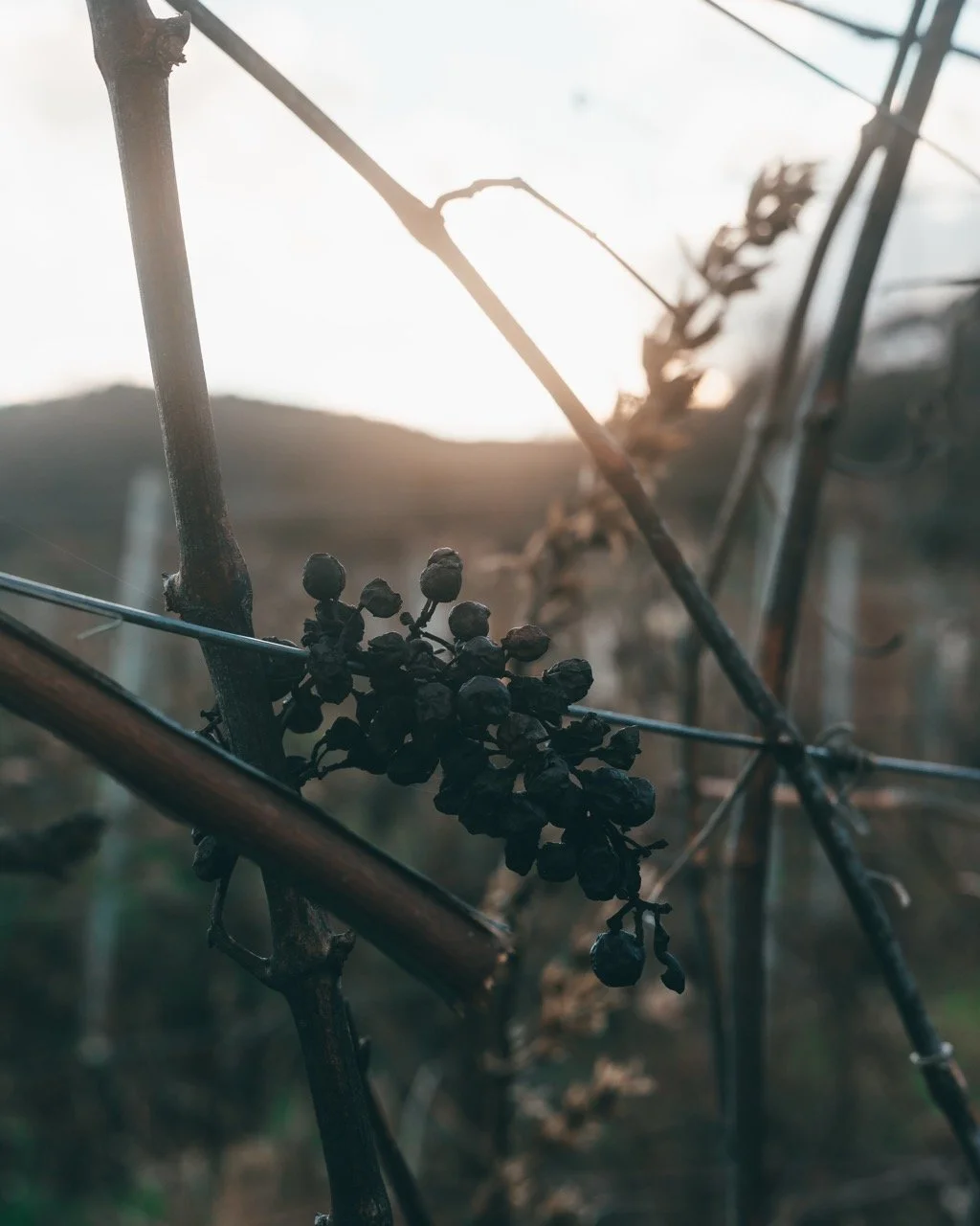 Groß (Vinicola-14).jpeg