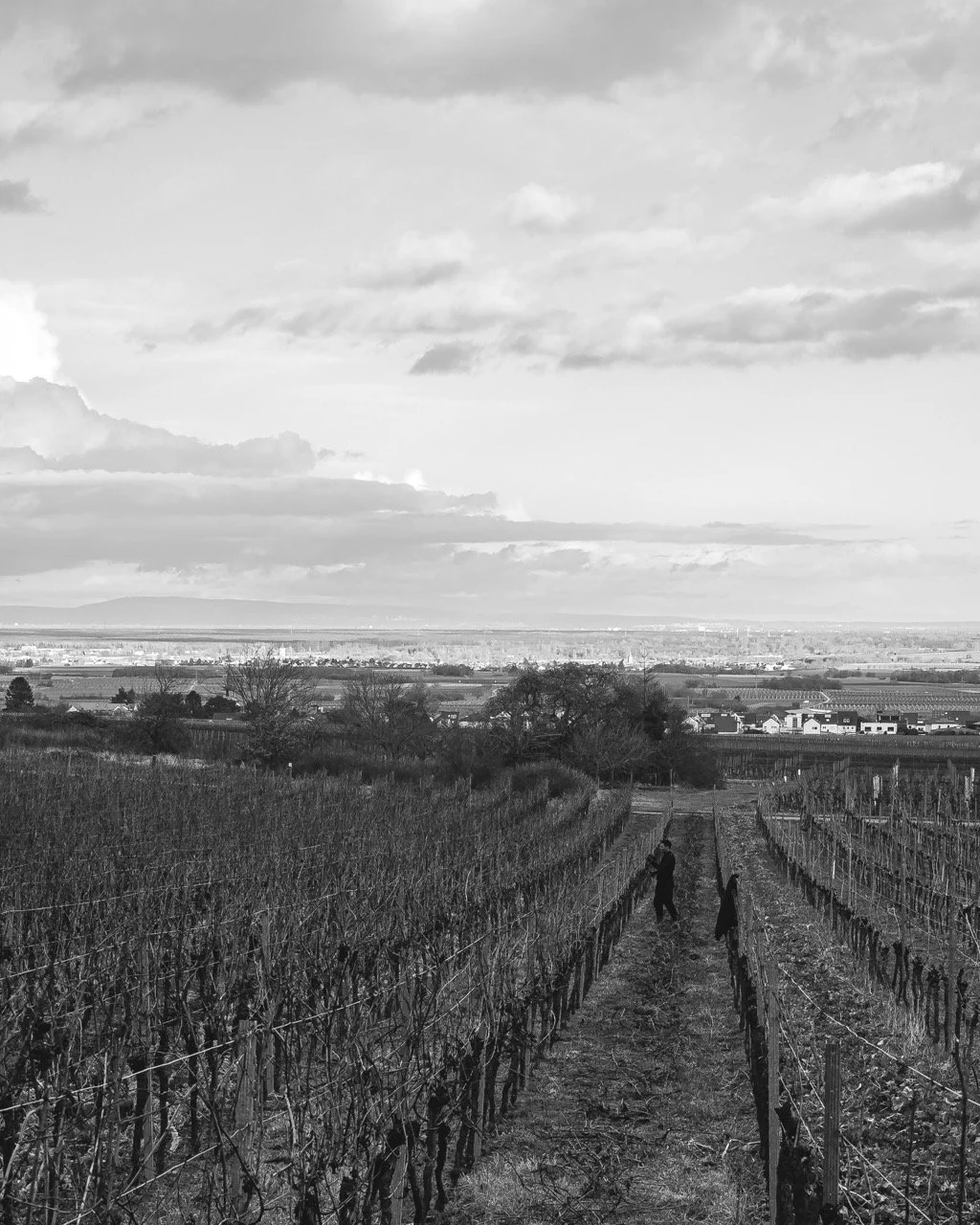 Groß (Vinicola-13).jpeg