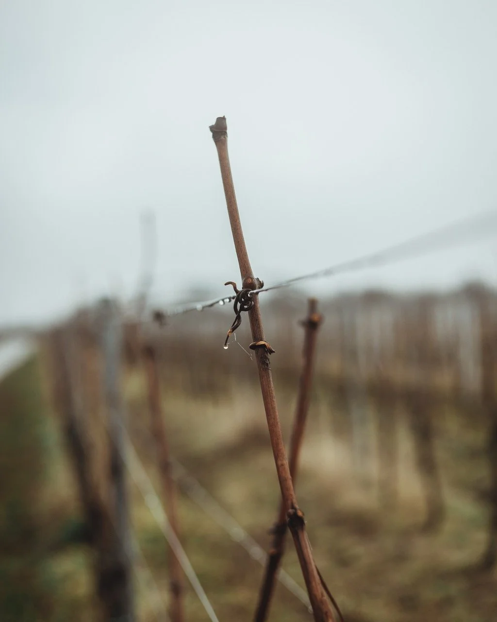 Groß (Vinicola-2).jpeg