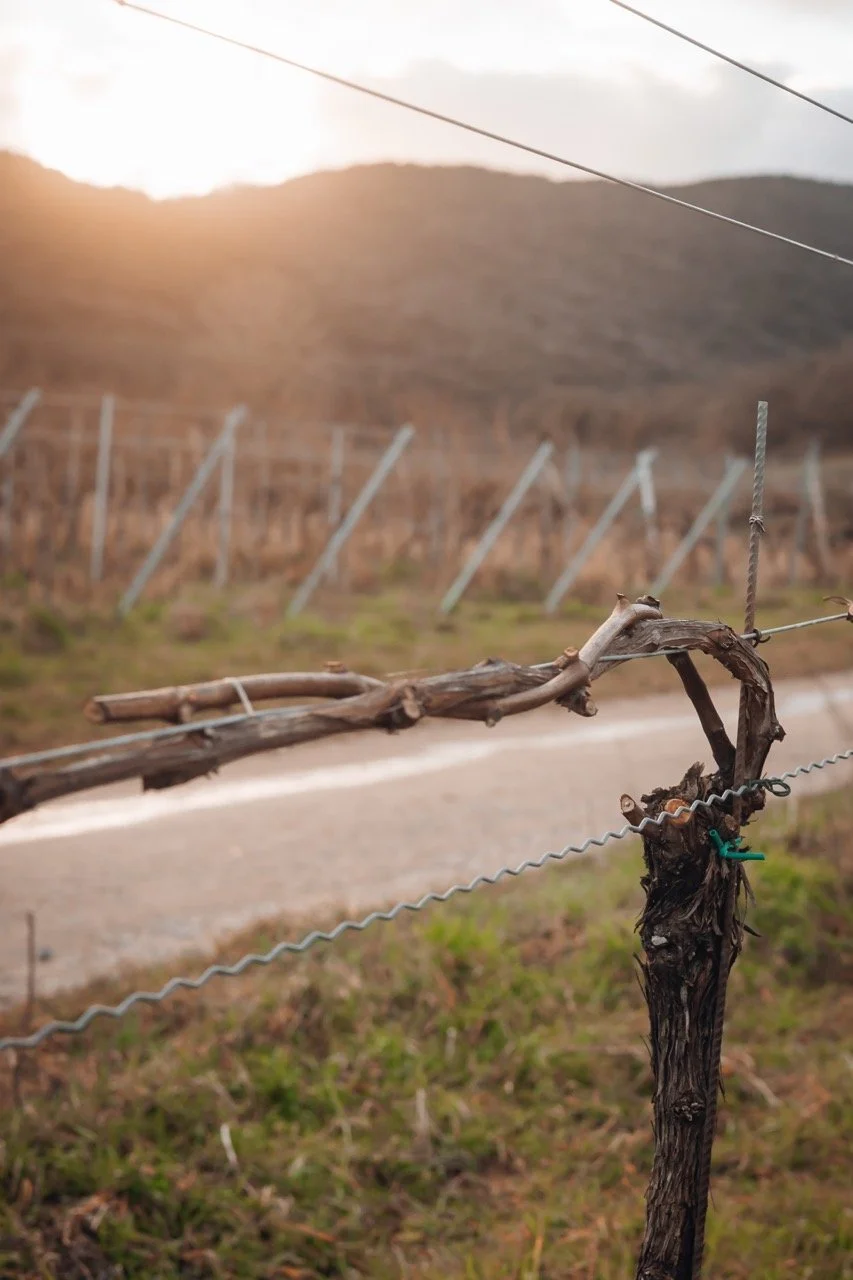 Groß (Vinicola-18).jpeg