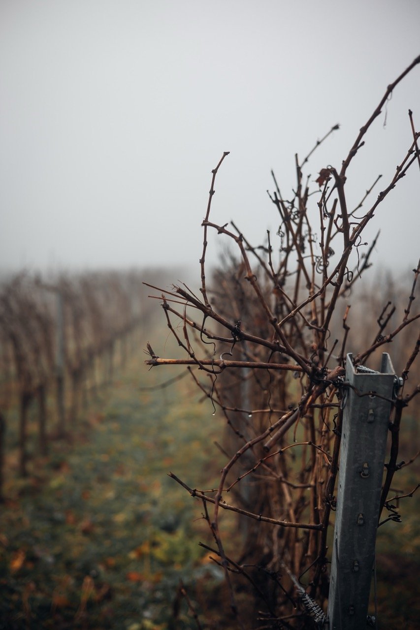 Groß (Vinicola-7).jpeg