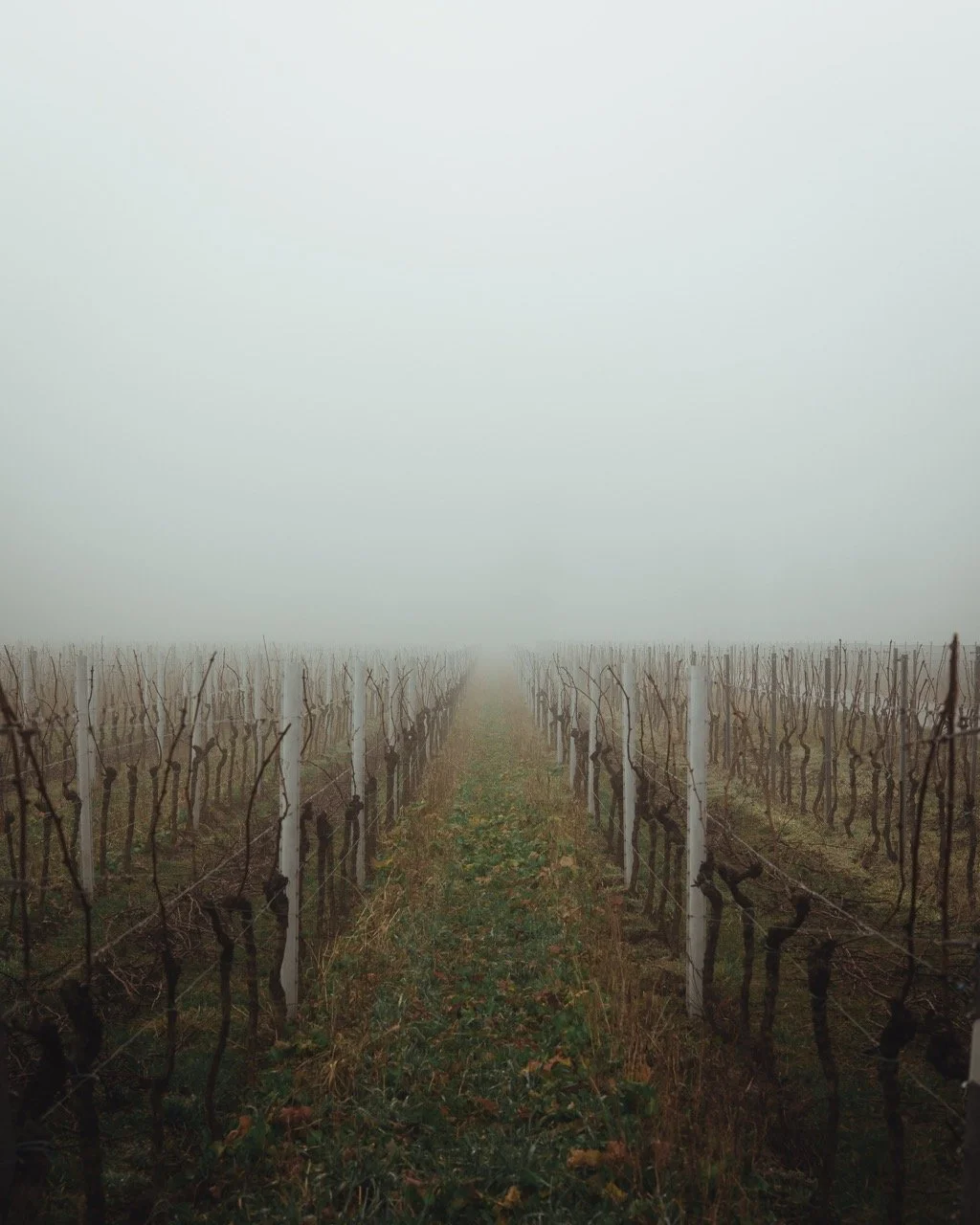 Groß (Vinicola-5).jpeg