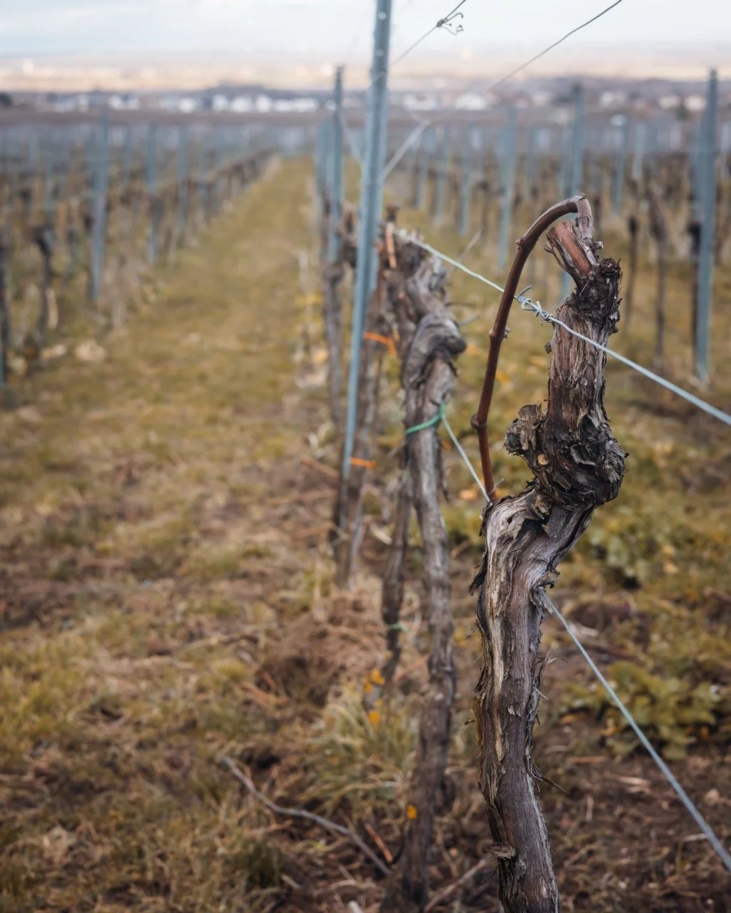 Groß (Vinicola-12).jpeg