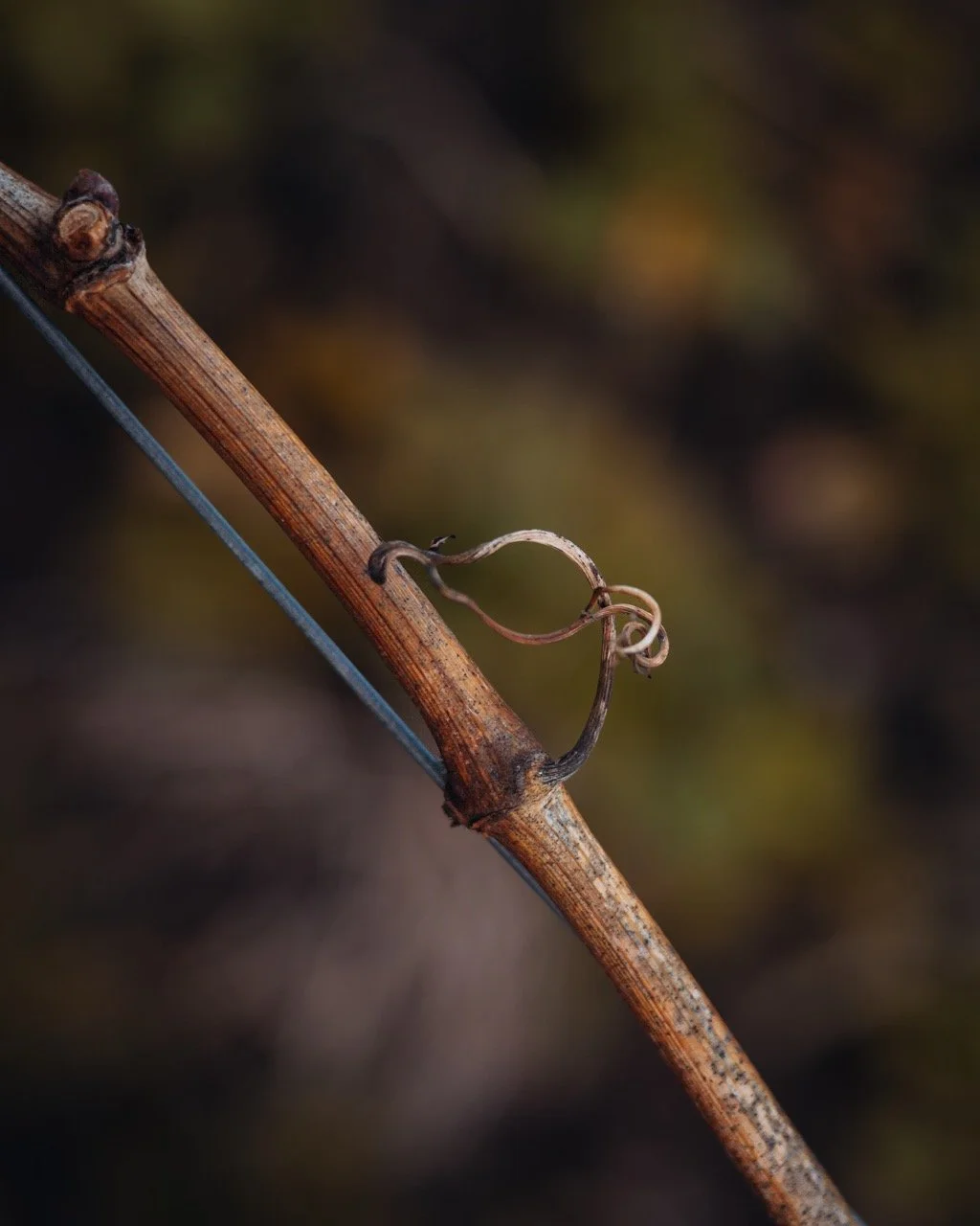 Groß (Vinicola-17).jpeg