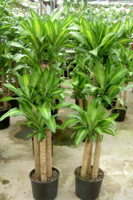 Corn-Plant-21_edited.jpg