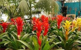 bromeliad.jpg