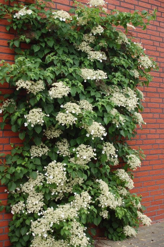 climbing hydrangea.jpg