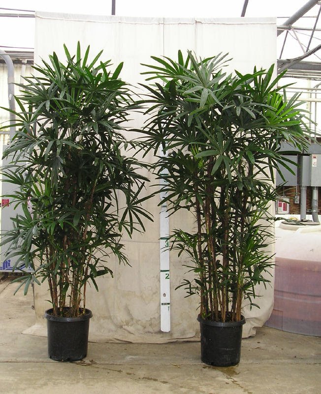 raphis-palm.jpg