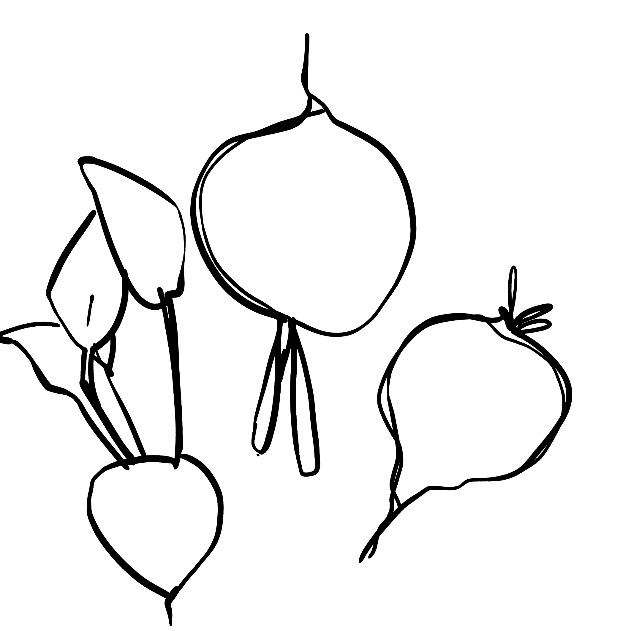 Handdrawn-vegetables-illustrationsBeetroots.png