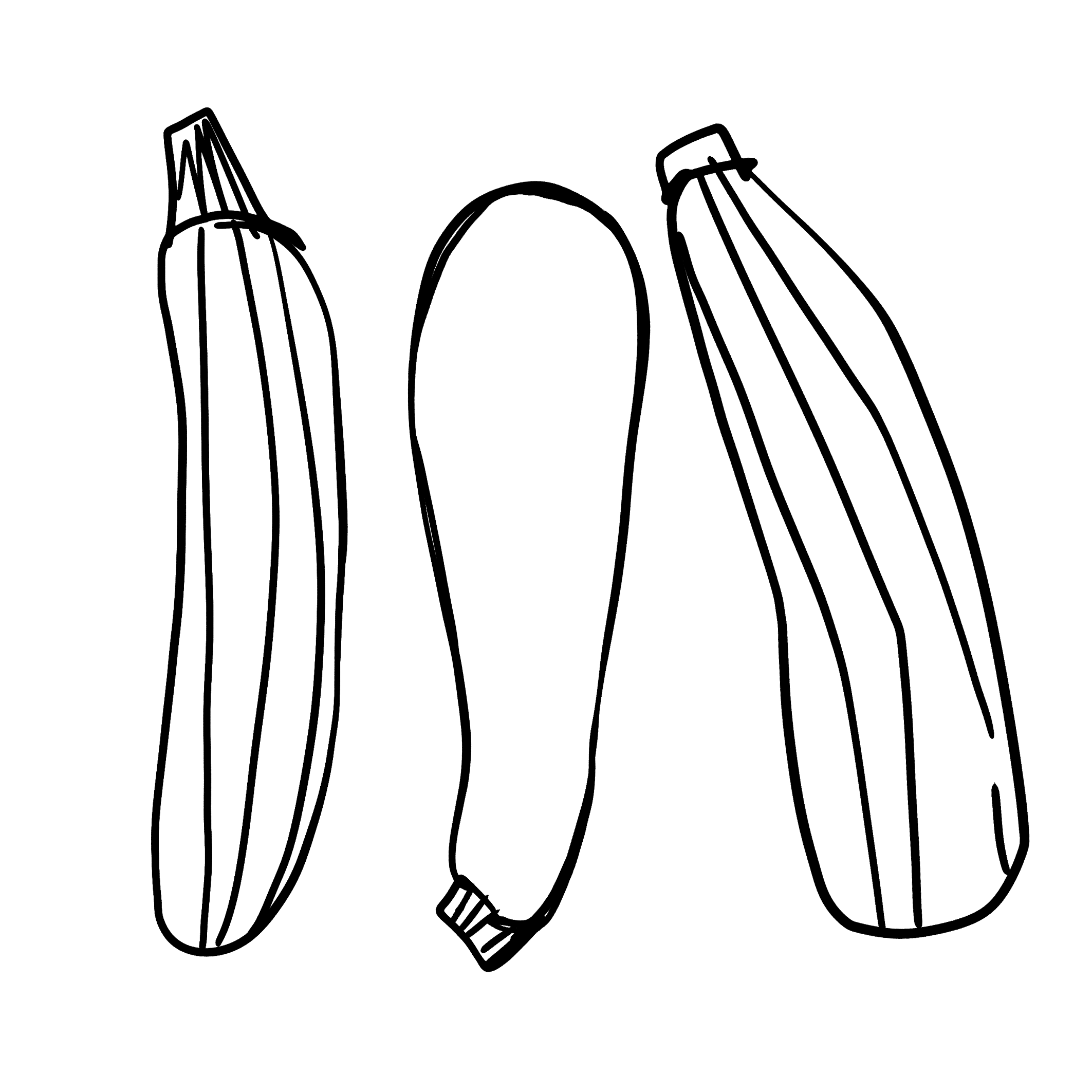 Handdrawn-vegetables-illustrationsZuchini.png