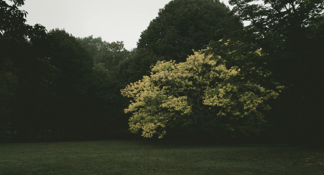 January - Renewal