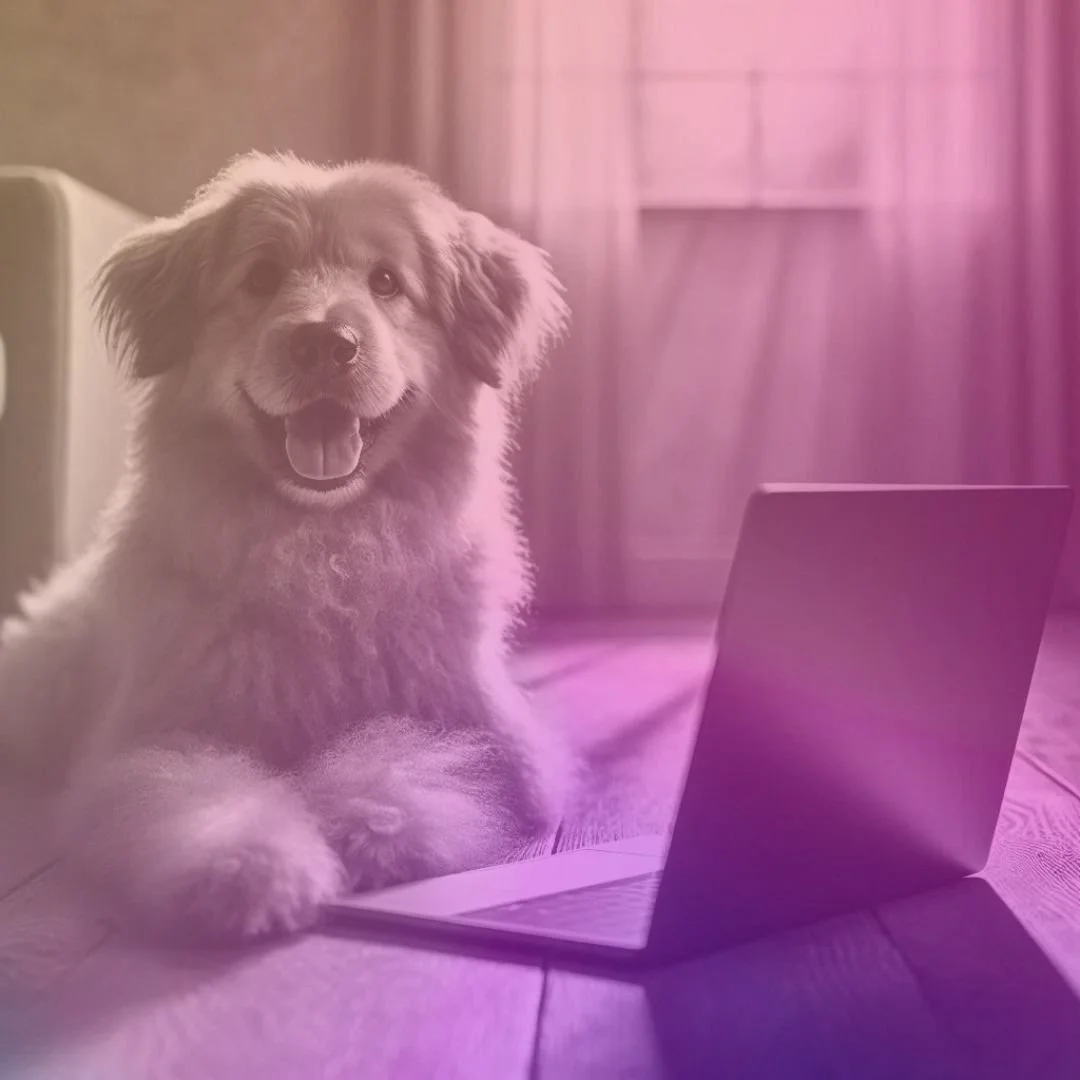 7 Dog Grooming Website Must-Haves