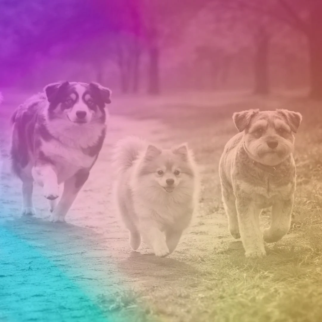 What To Do If Your Pet Business Starts Slowing Down