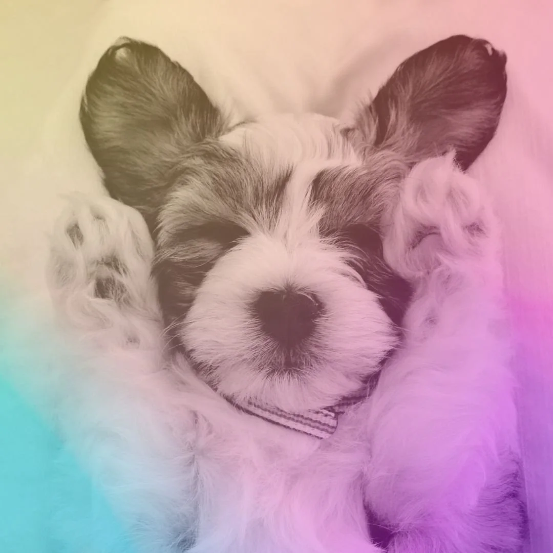 Is Facebook Enough for My Pet Business?