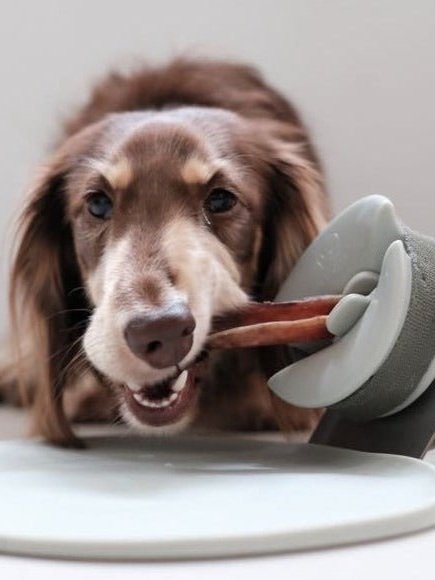 dog chew stick holder