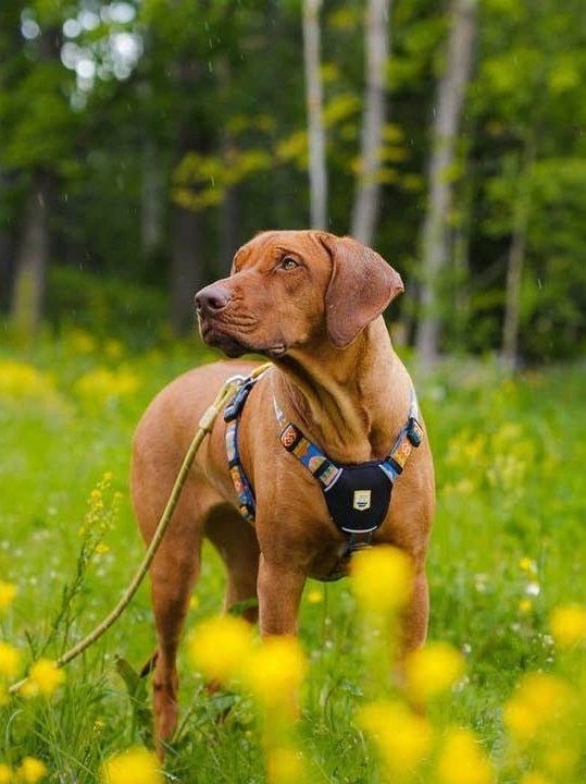 Labrador in harness