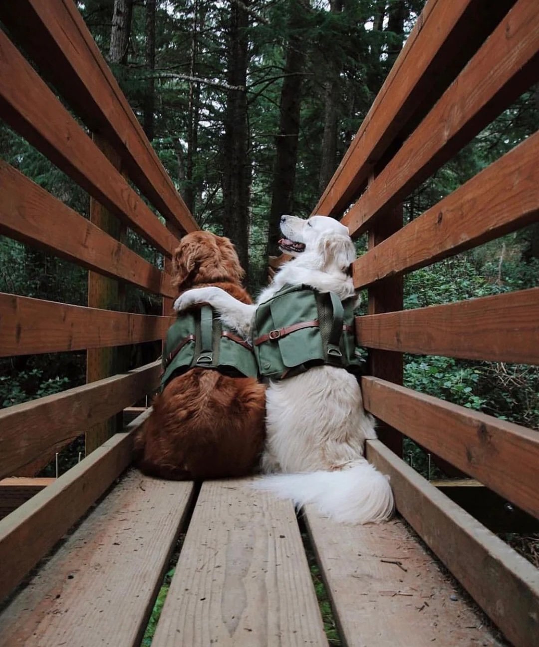 Wolf-Republic-Ranger-Dog-Backpack-Hunter-Green-_wat.ki_1296x1296.jpeg