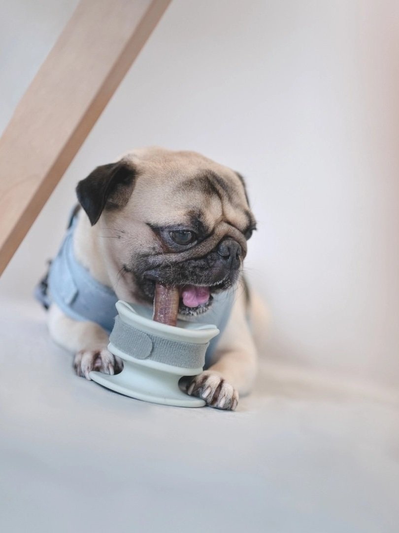 chew holder for dogs