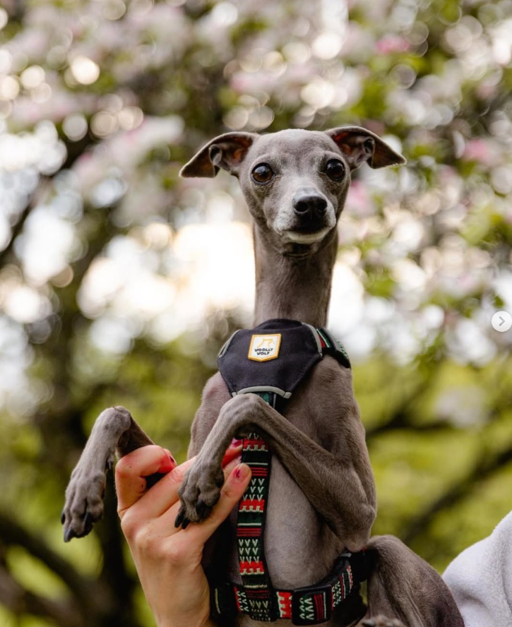 Italian Greyhound harness