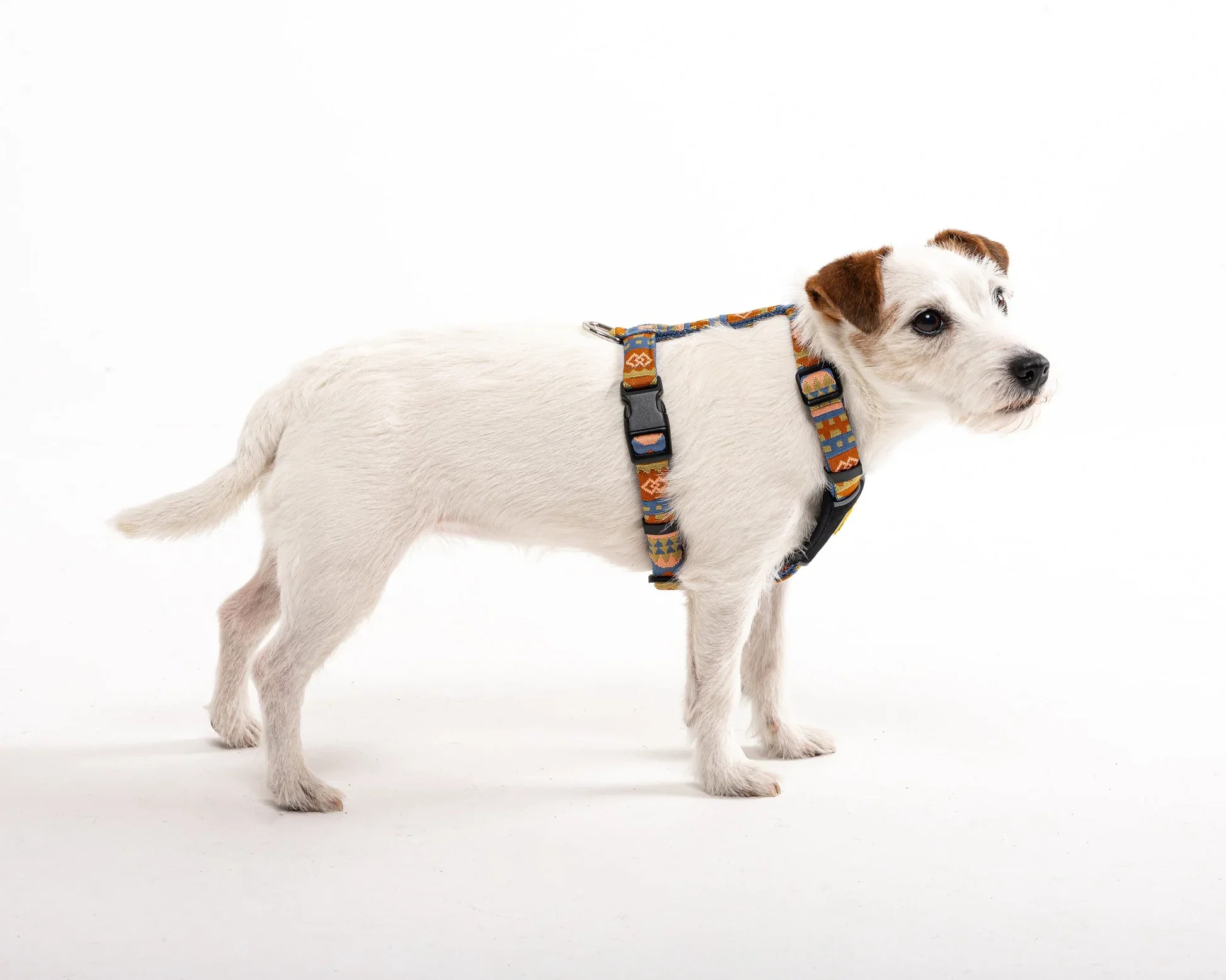nightless-night-harness-xxs-383784.jpg.webp