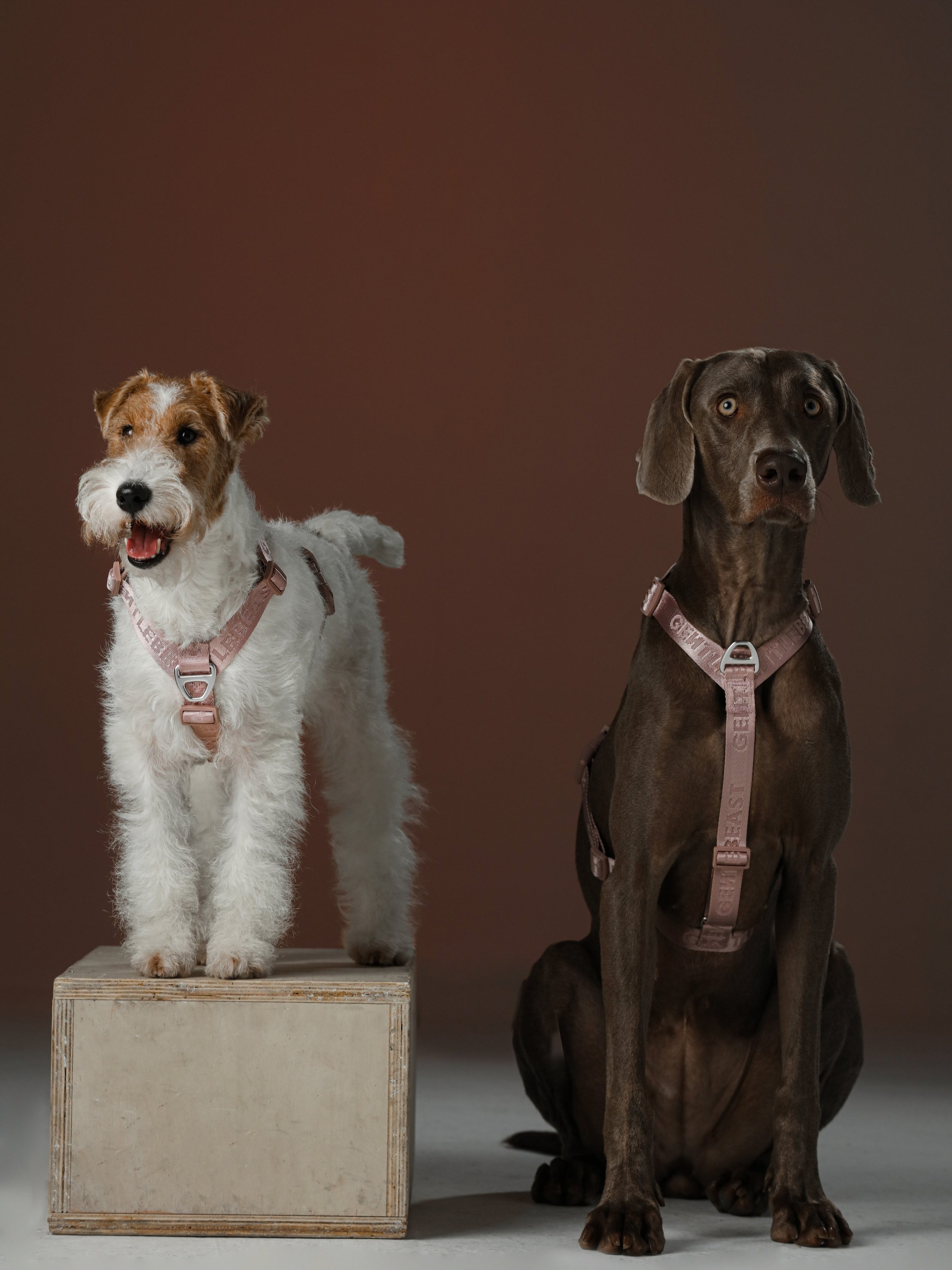 y shaped dog harness