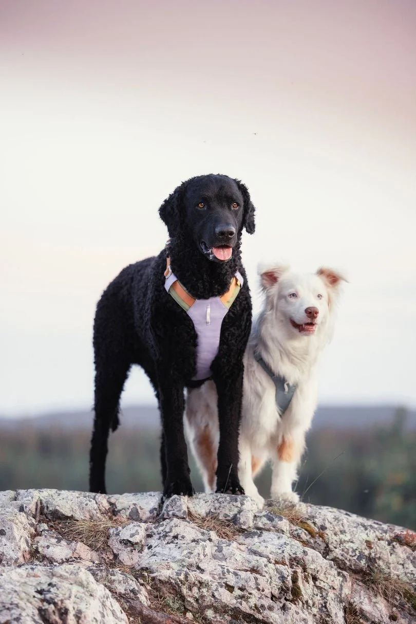 Big dog harness