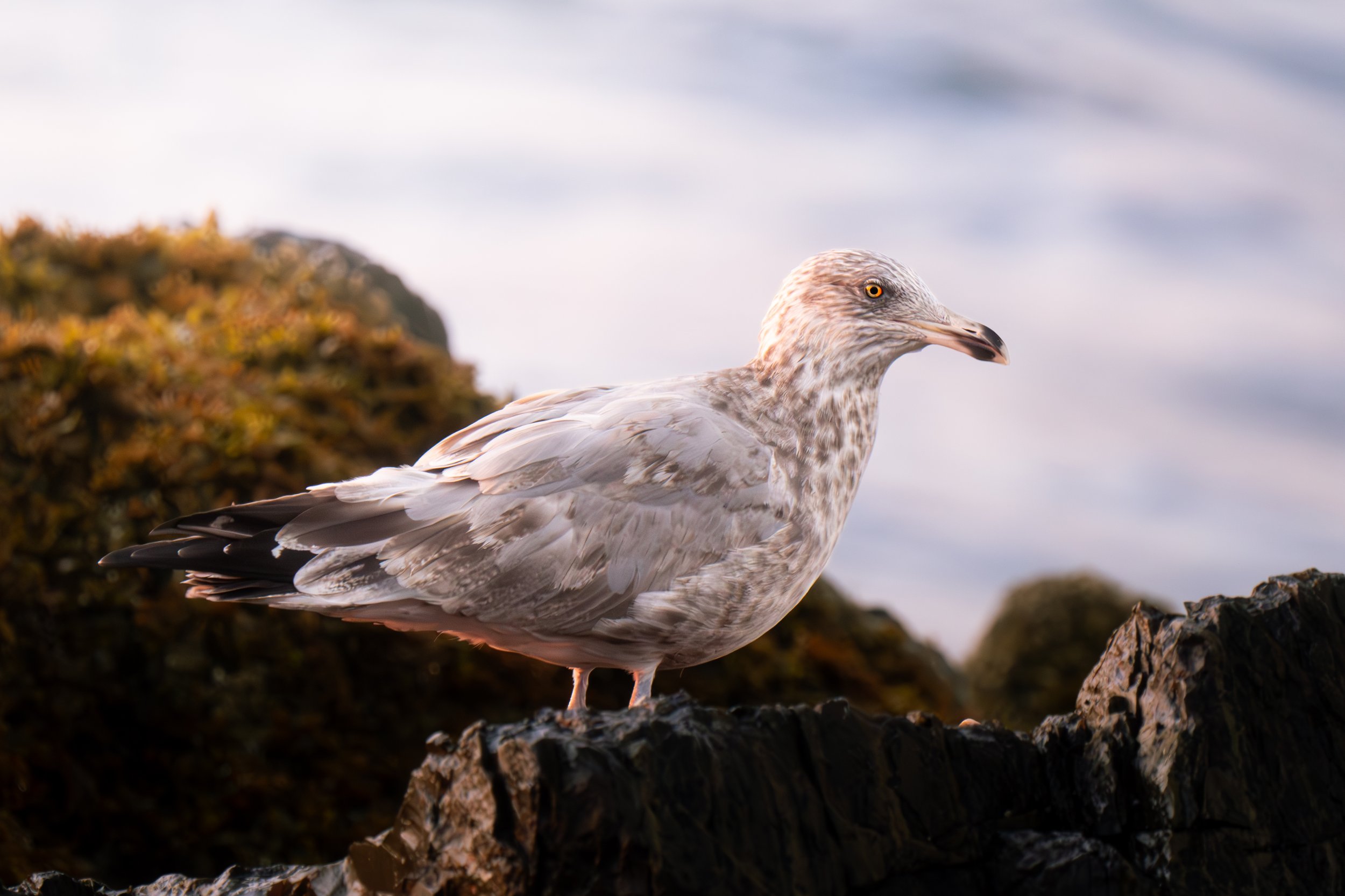 Seagull - 16x24 Mounted
