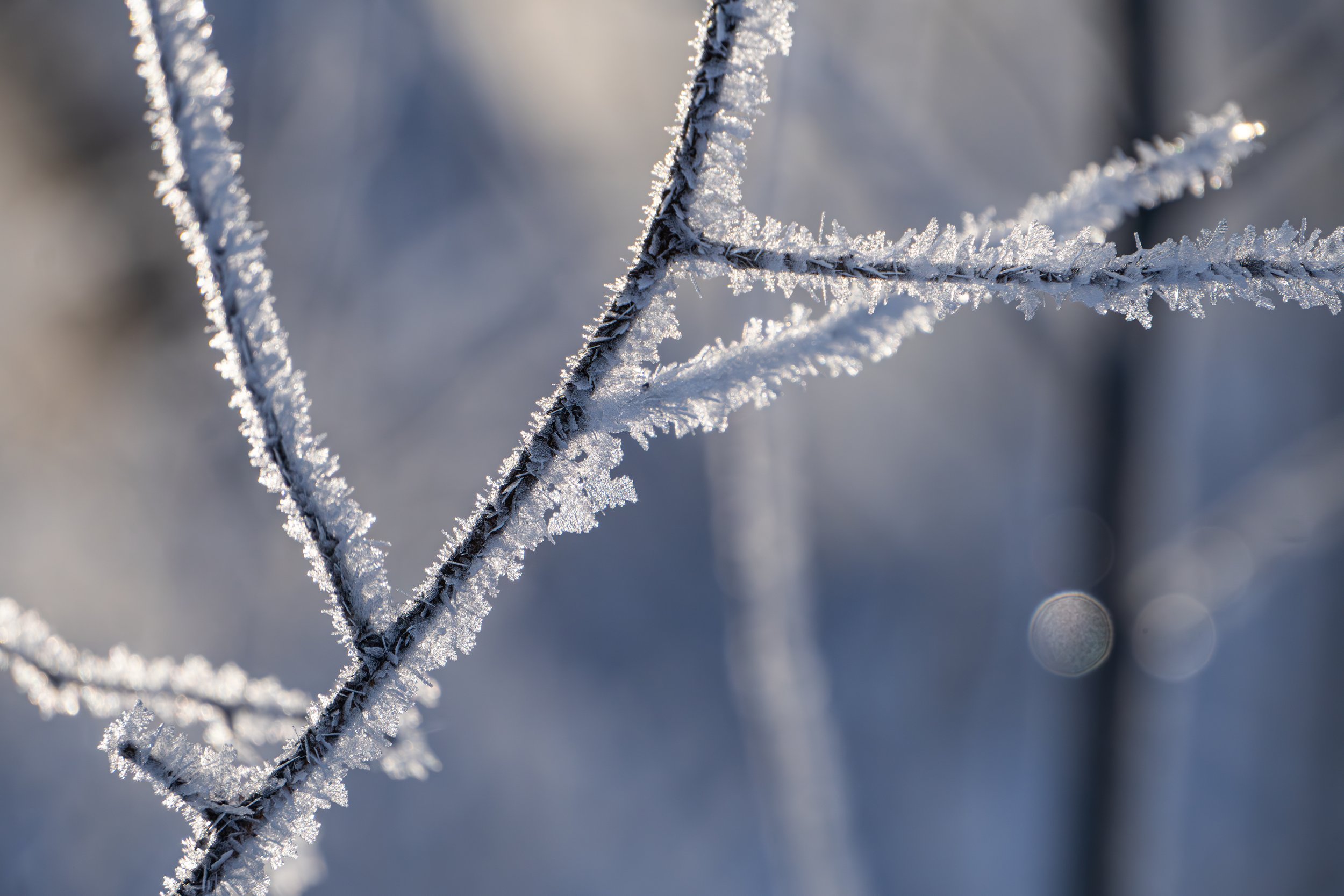 Hoarfrost Twigs - 16x24 Mounted