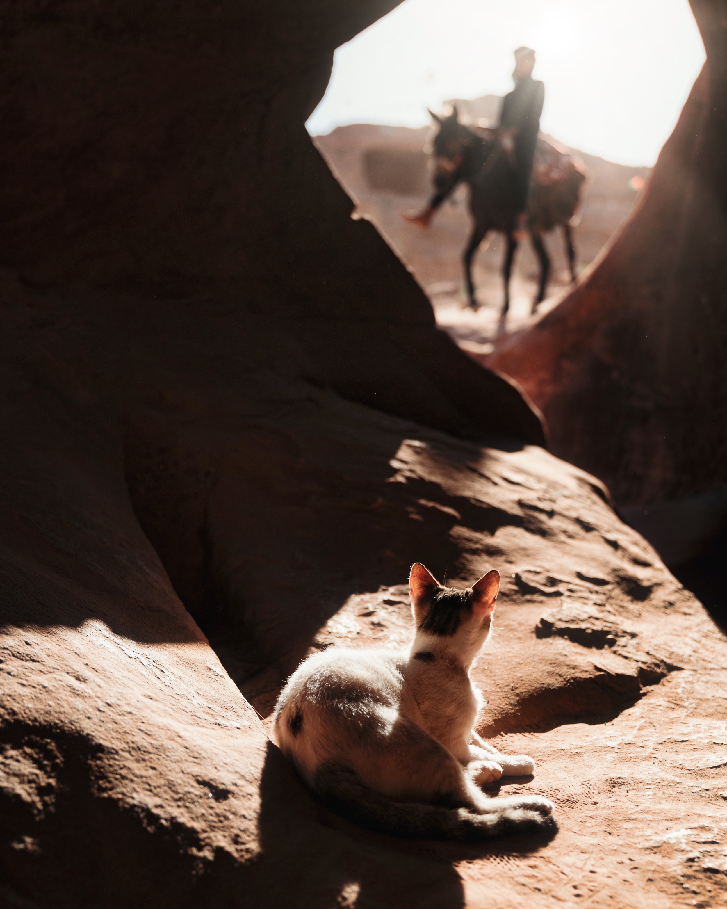 Petra - Cats of Jordan.jpeg